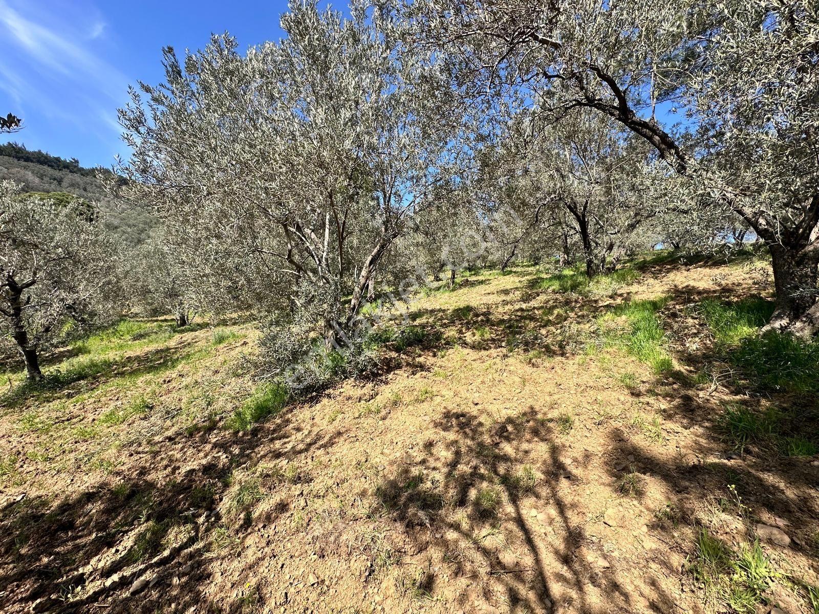 ▀▄mera Emlaktan Mehmetalanda Asfalta Cephe 12.350m2 Zeytinlik - Görsel 24