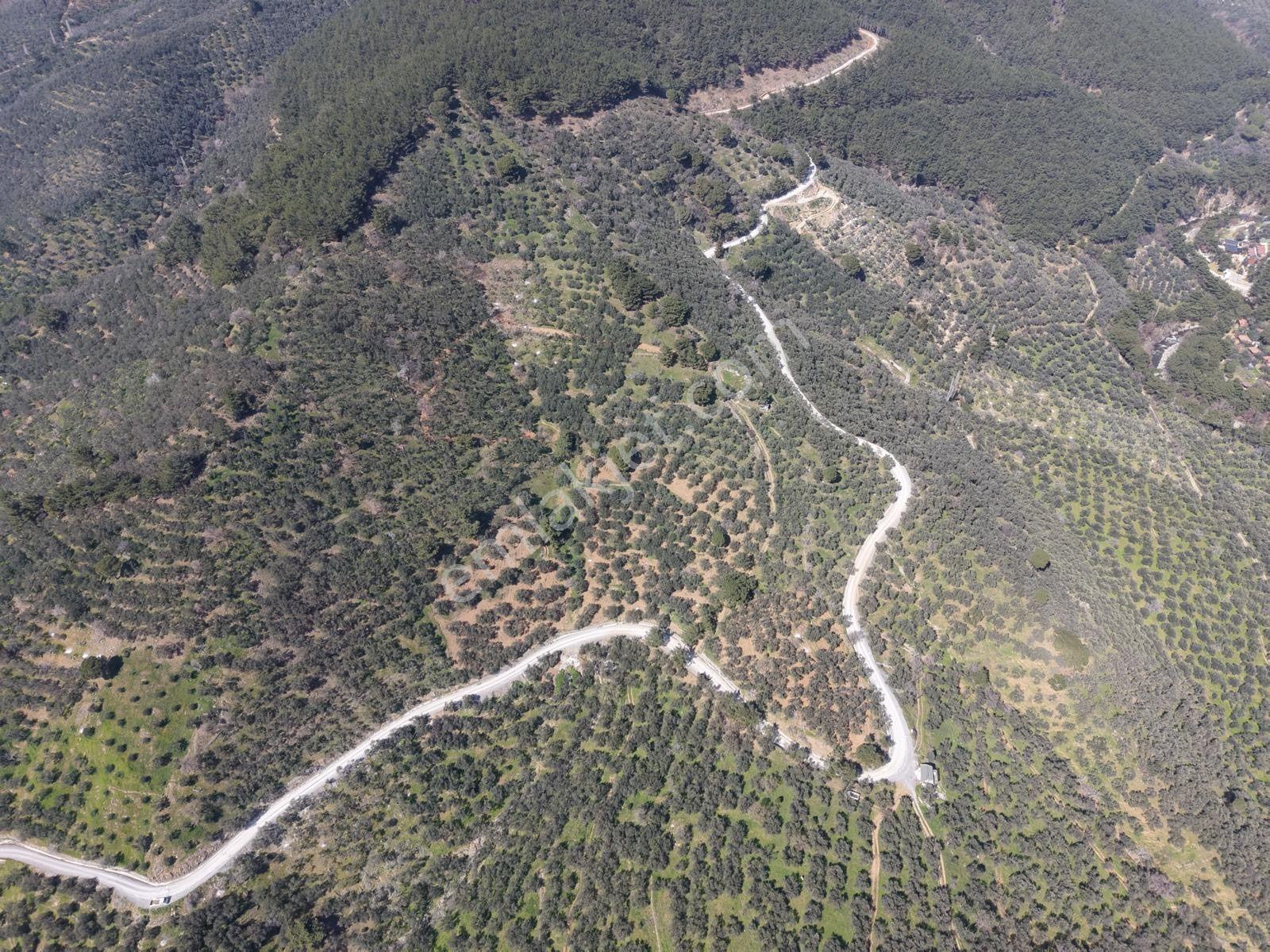 ▀▄mera Emlaktan Mehmetalanda Asfalta Cephe 12.350m2 Zeytinlik - Görsel 11