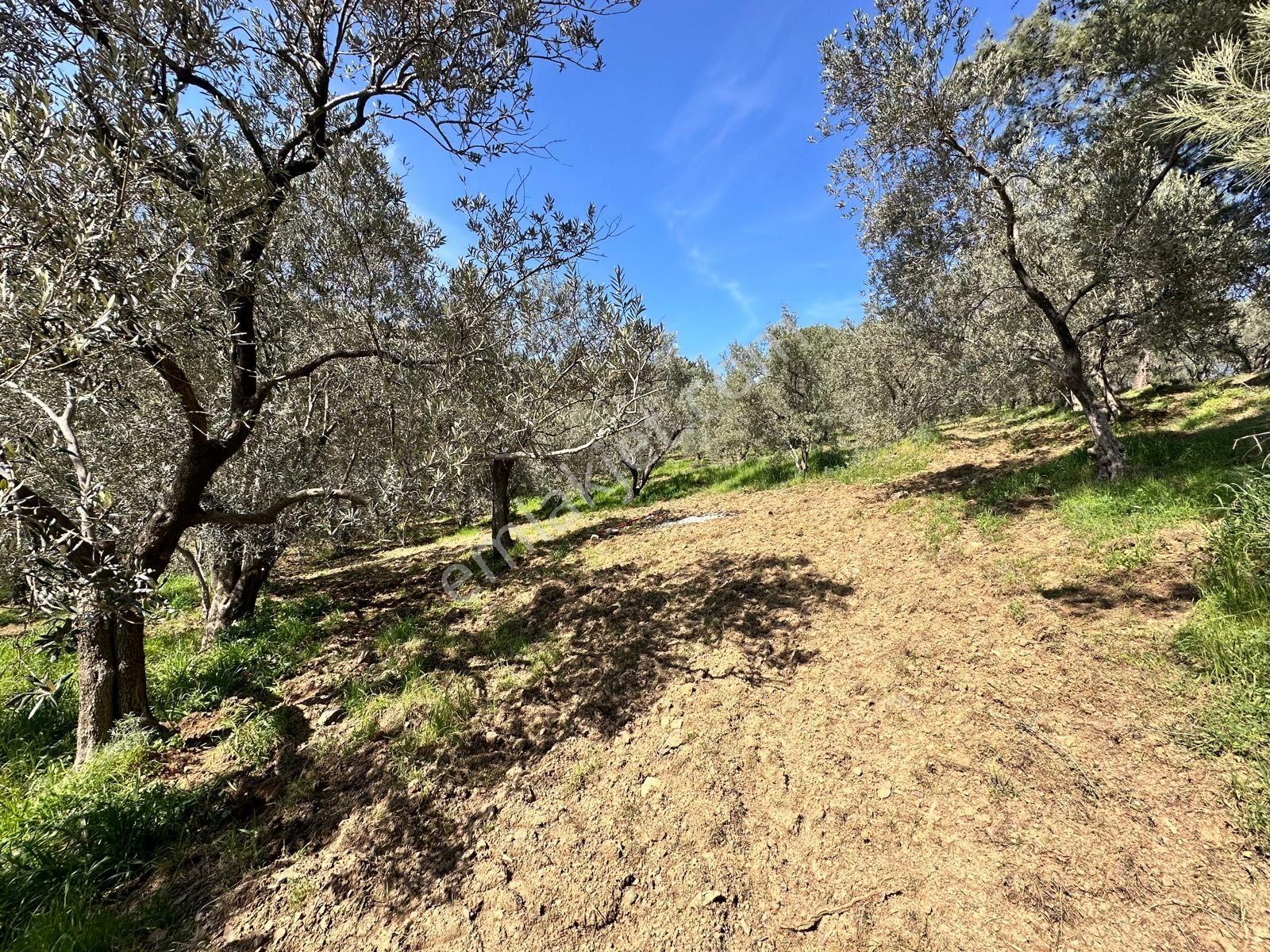 ▀▄mera Emlaktan Mehmetalanda Asfalta Cephe 12.350m2 Zeytinlik - Görsel 9