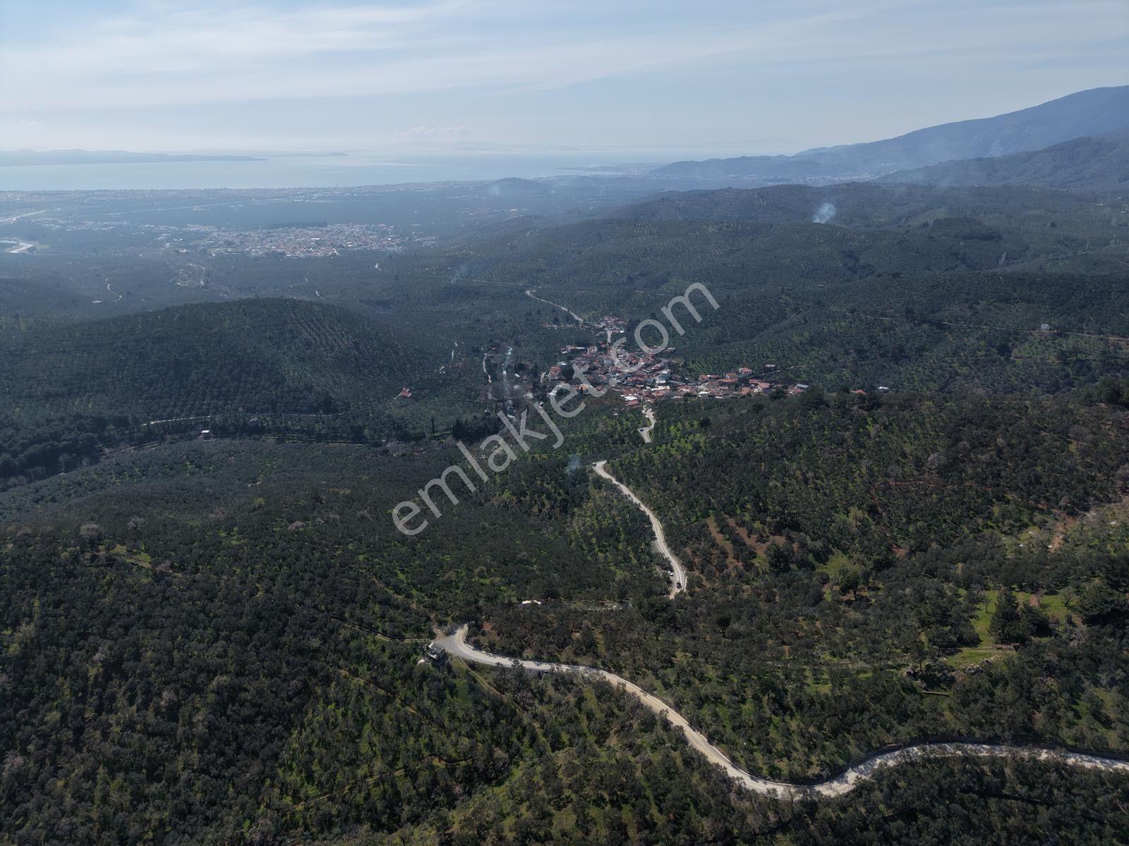▀▄mera Emlaktan Mehmetalanda Asfalta Cephe 12.350m2 Zeytinlik - Görsel 6