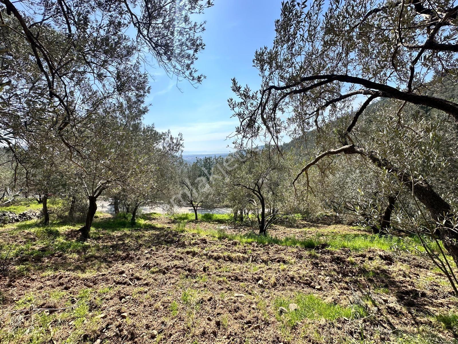 ▀▄mera Emlaktan Mehmetalanda Asfalta Cephe 12.350m2 Zeytinlik - Görsel 25