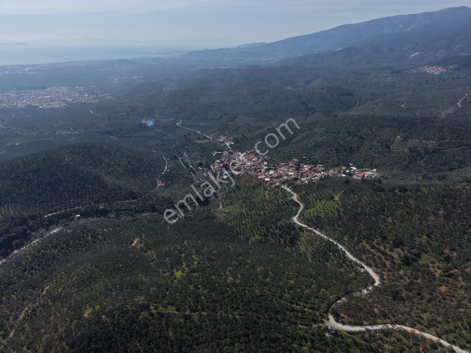 ▀▄mera Emlaktan Mehmetalanda Asfalta Cephe 12.350m2 Zeytinlik