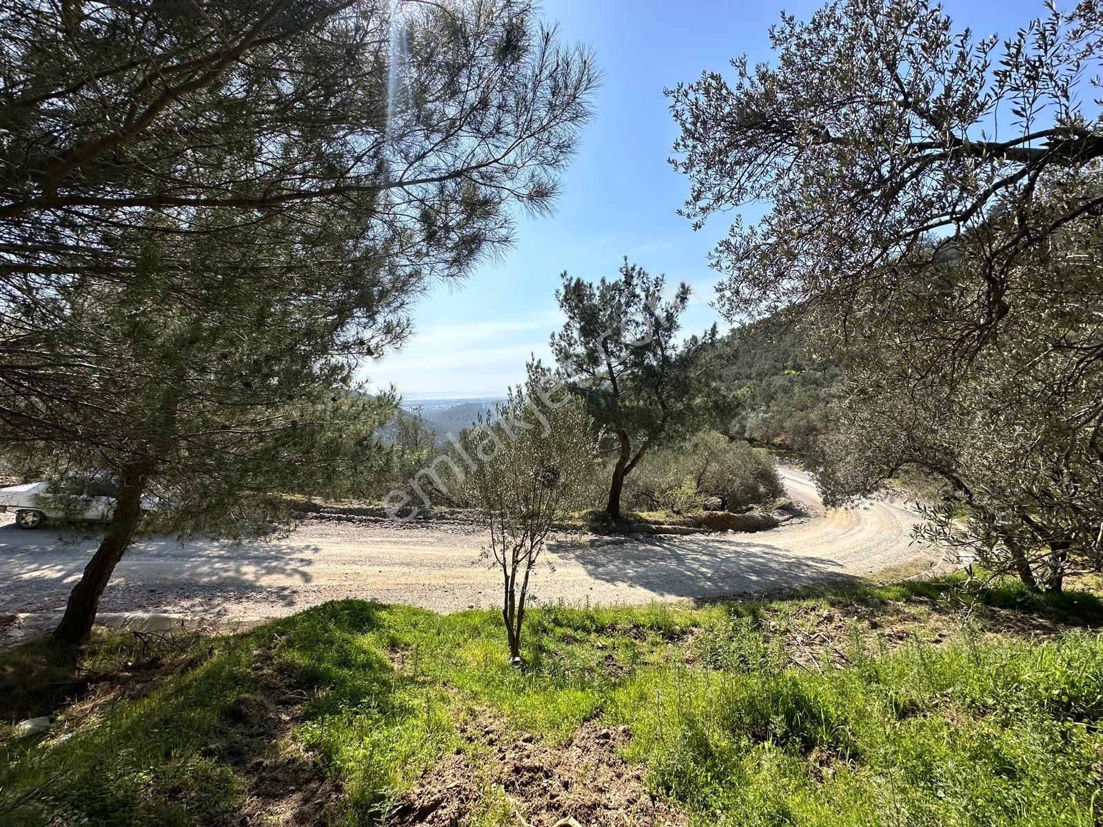 ▀▄mera Emlaktan Mehmetalanda Asfalta Cephe 12.350m2 Zeytinlik - Görsel 4