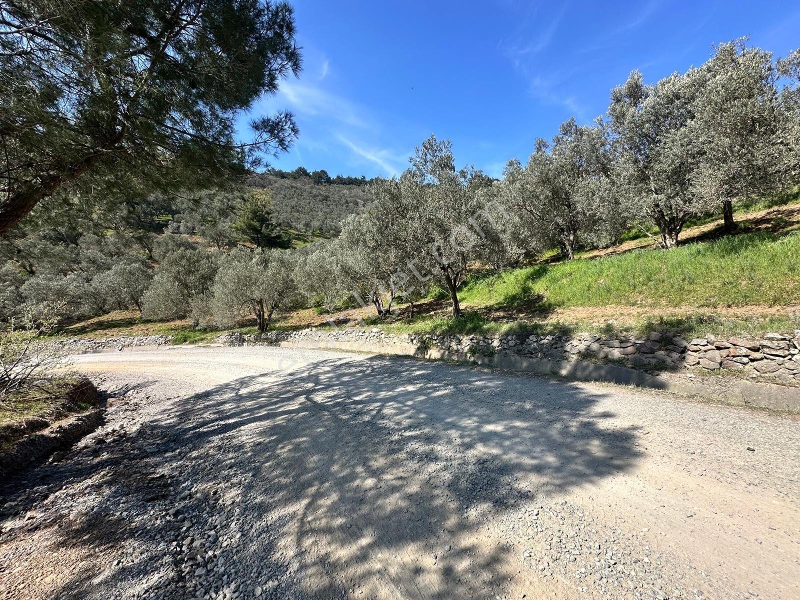 ▀▄mera Emlaktan Mehmetalanda Asfalta Cephe 12.350m2 Zeytinlik - Görsel 14
