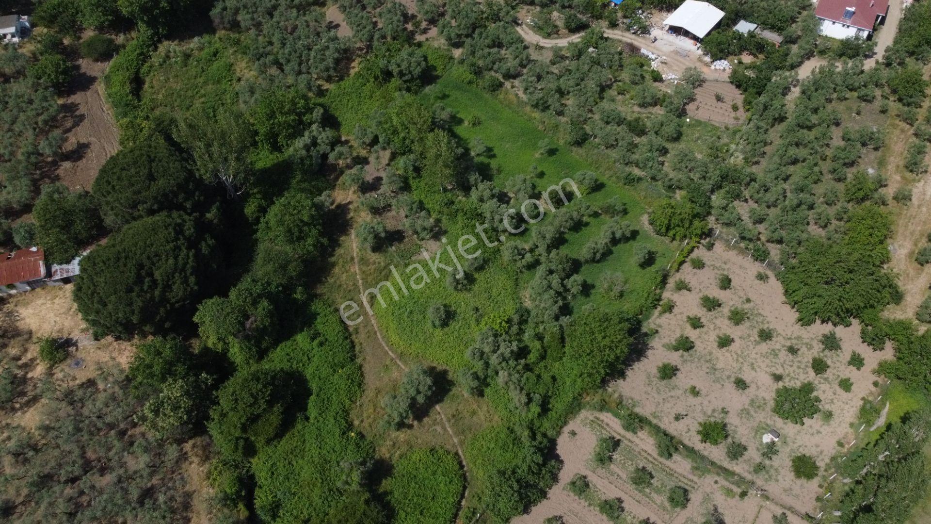 Lıon Emlak'tan Erdek Sahil Mahallesinde 4670m² Satılık Zeytinlik - Görsel 7