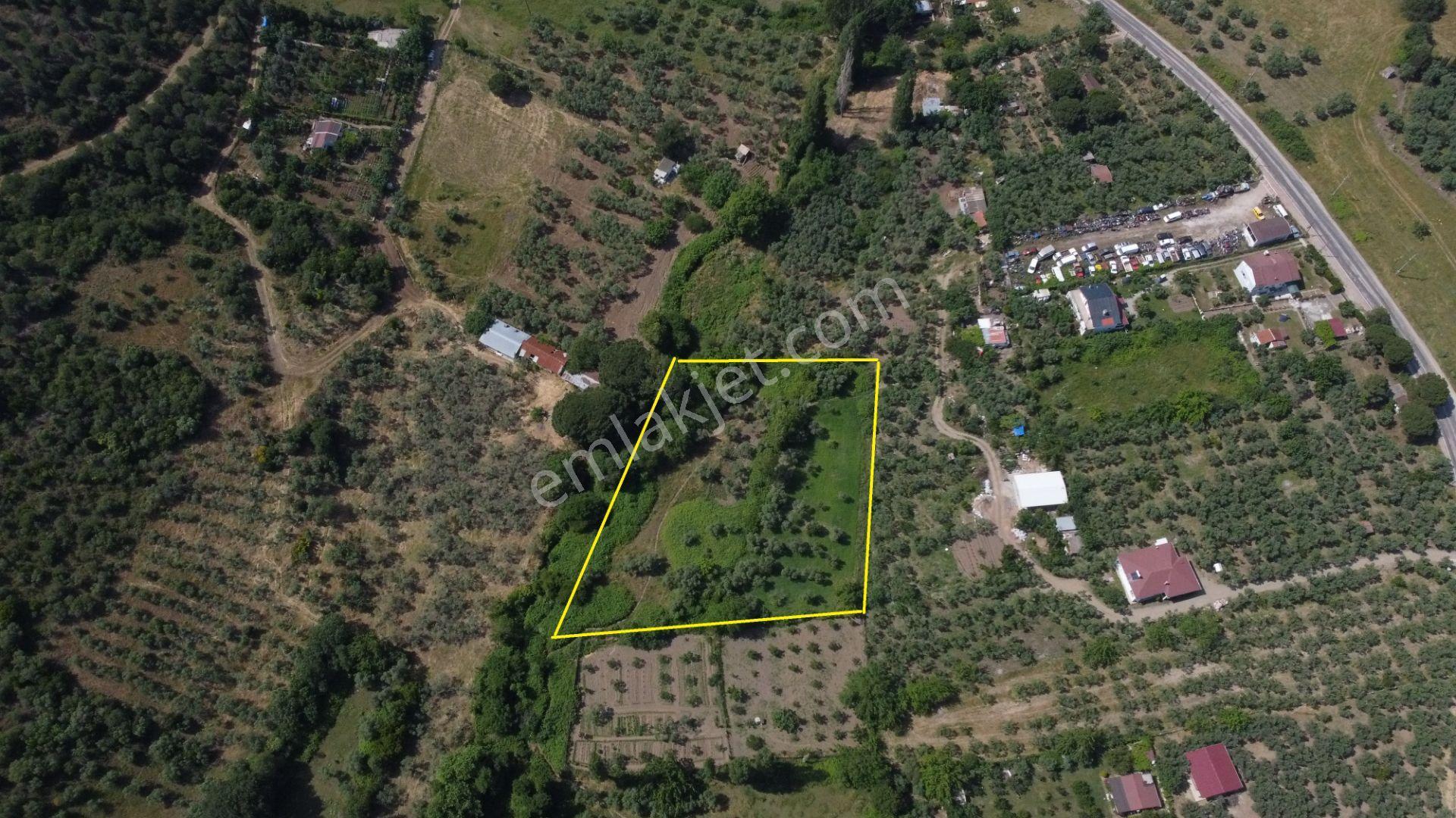 Lıon Emlak'tan Erdek Sahil Mahallesinde 4670m² Satılık Zeytinlik - Görsel 2