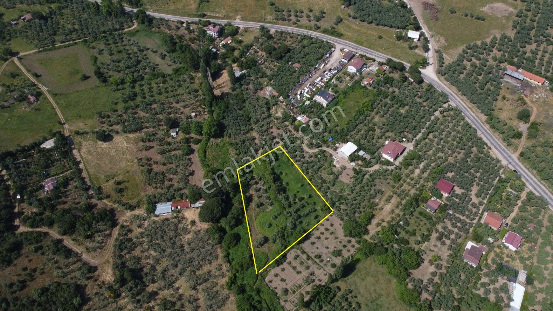 Lıon Emlak'tan Erdek Sahil Mahallesinde 4670m² Satılık Zeytinlik - Görsel 3