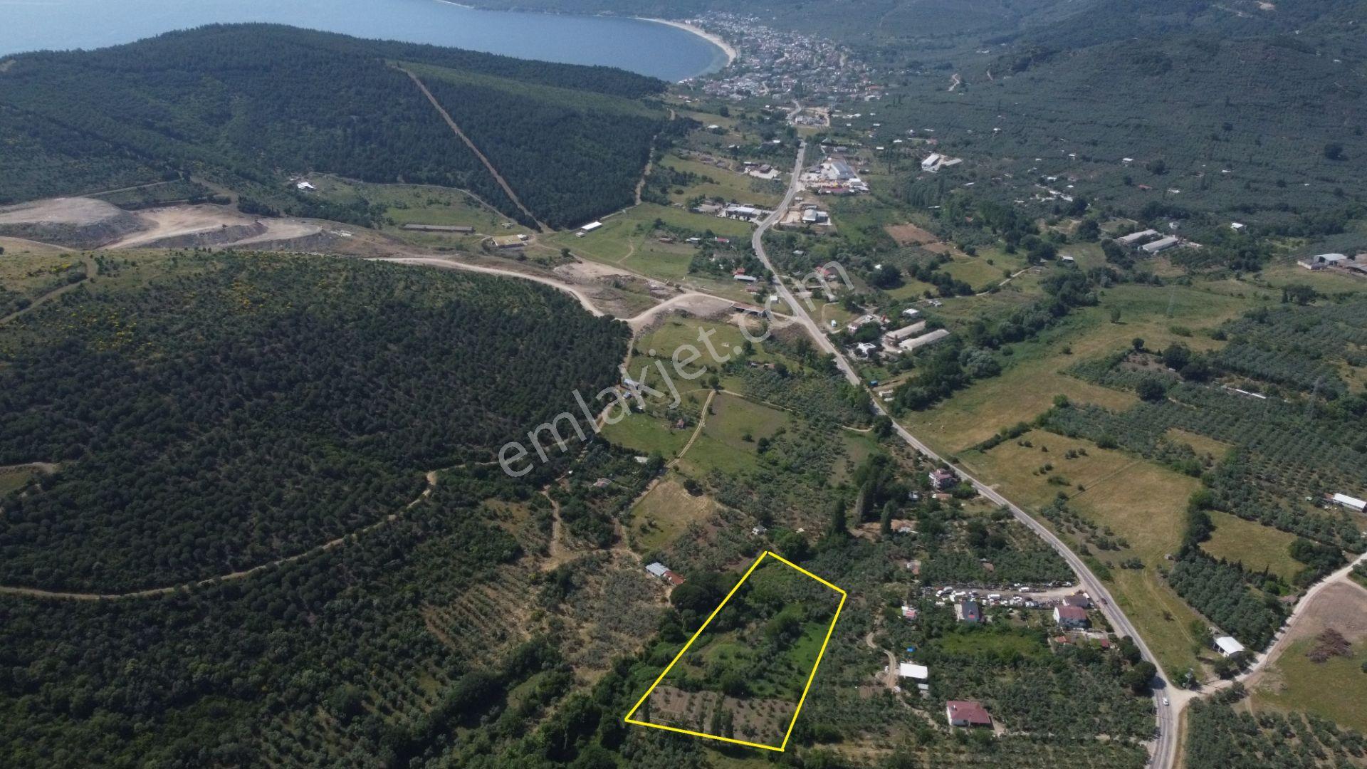 Lıon Emlak'tan Erdek Sahil Mahallesinde 4670m² Satılık Zeytinlik - Görsel 4
