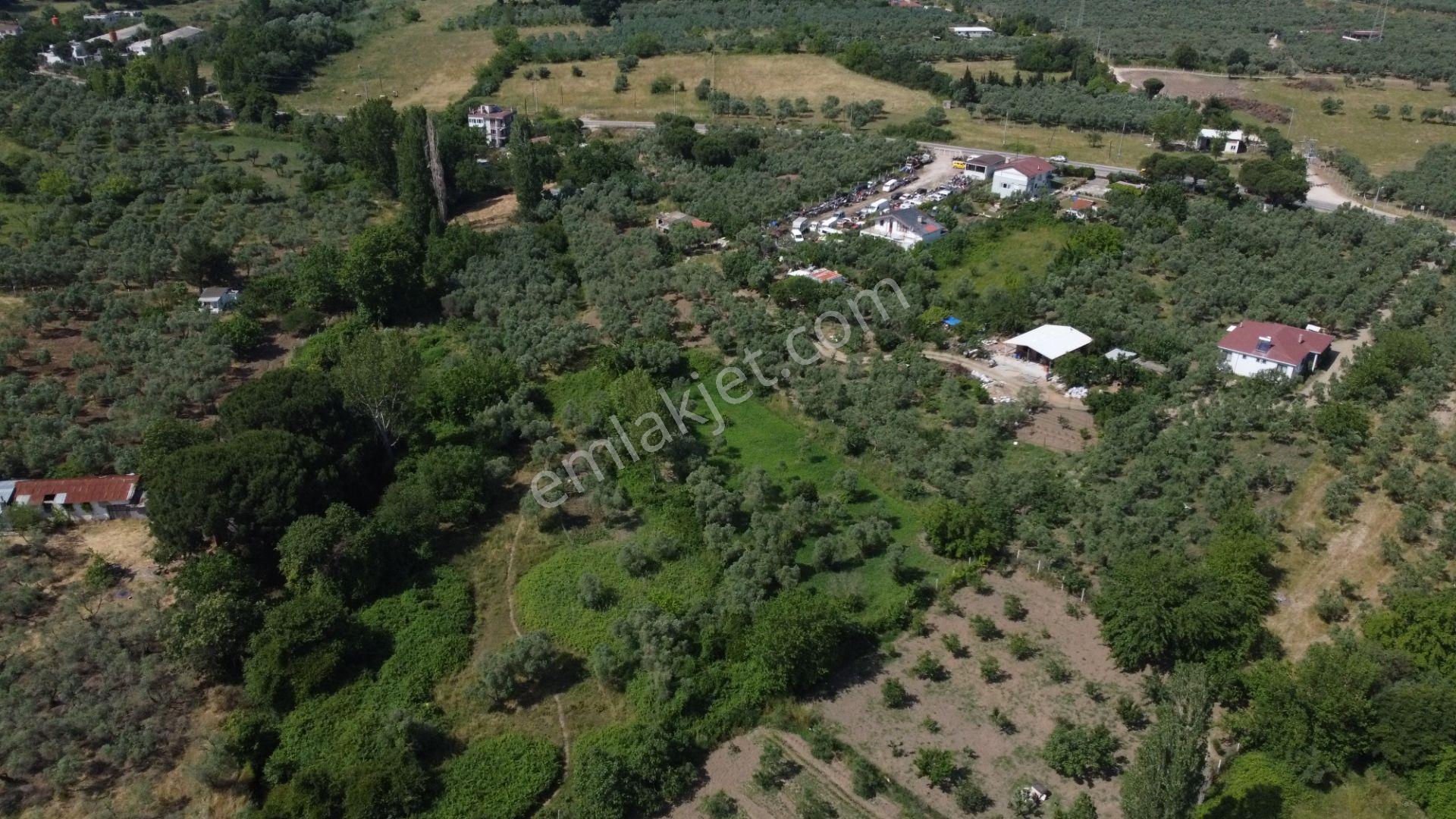 Lıon Emlak'tan Erdek Sahil Mahallesinde 4670m² Satılık Zeytinlik - Görsel 8