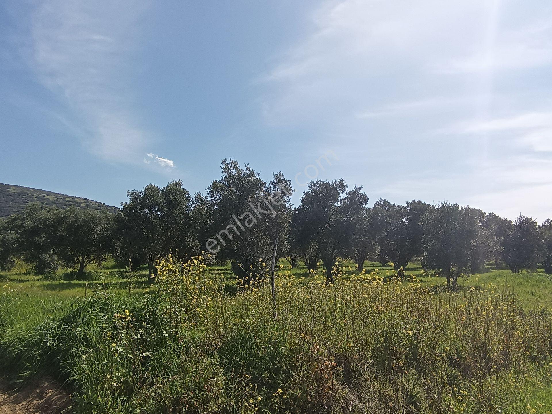 Sahibinden Satılık Zeytinlik - Görsel 12