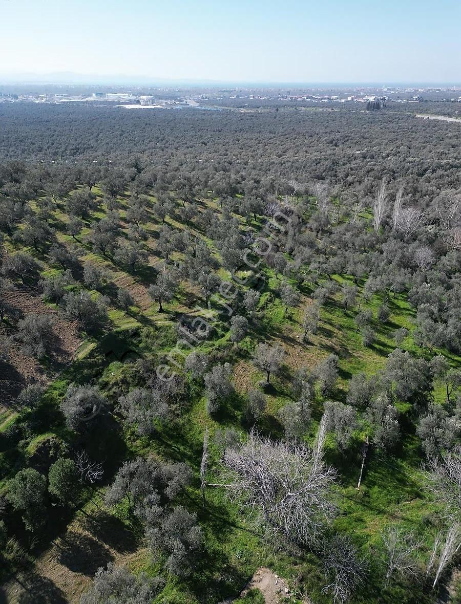 Edremit Ortaobada Kadastro Yolu Olan 193 M² Zeytinlik Yatırım - Görsel 30