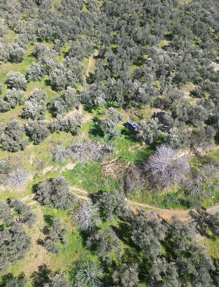 Edremit Ortaobada Kadastro Yolu Olan 193 M² Zeytinlik Yatırım - Görsel 22