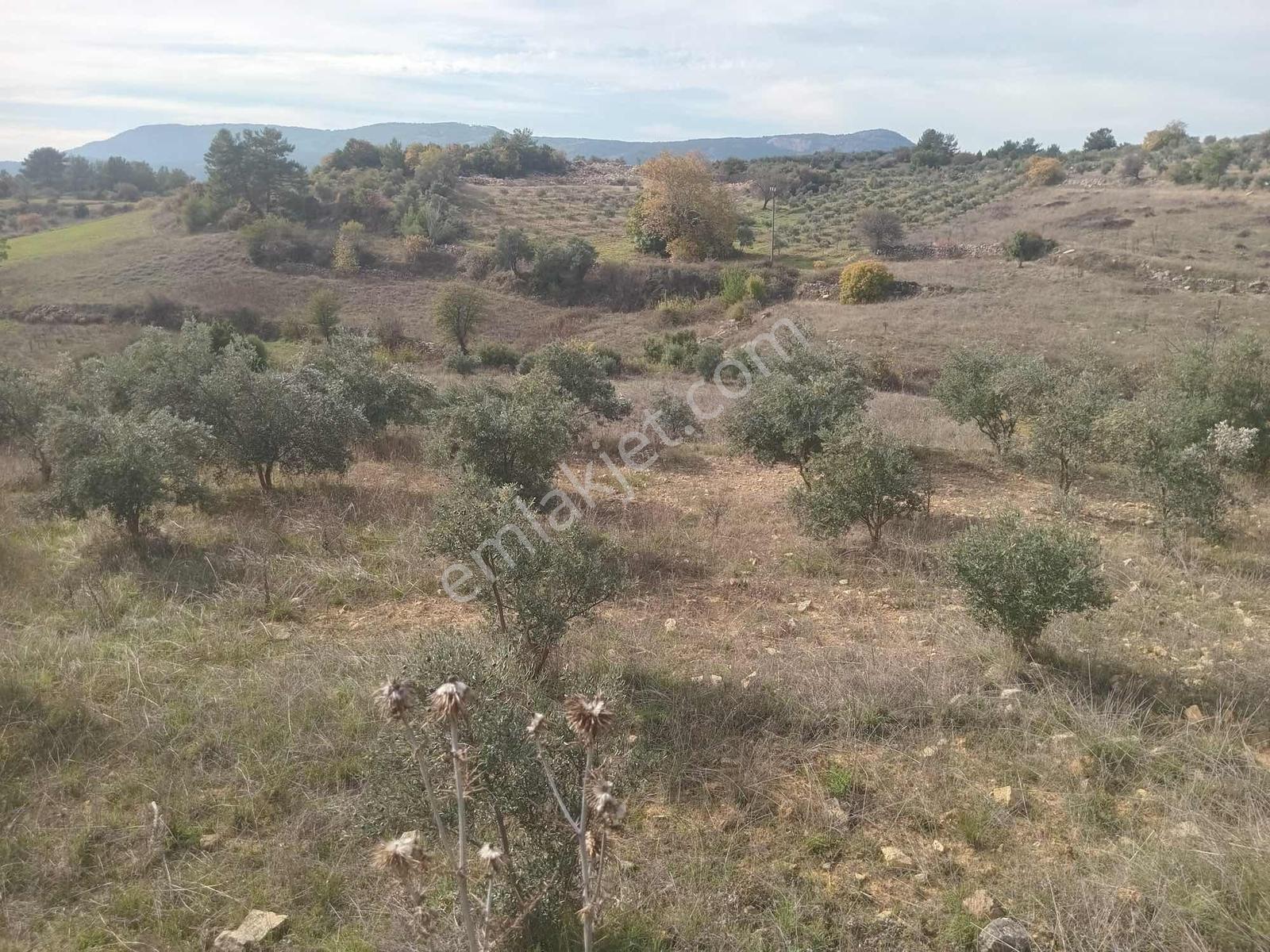 Muğla Menteşe Algı Mah. Satılık 6.244 M2 Tarla - Görsel 6