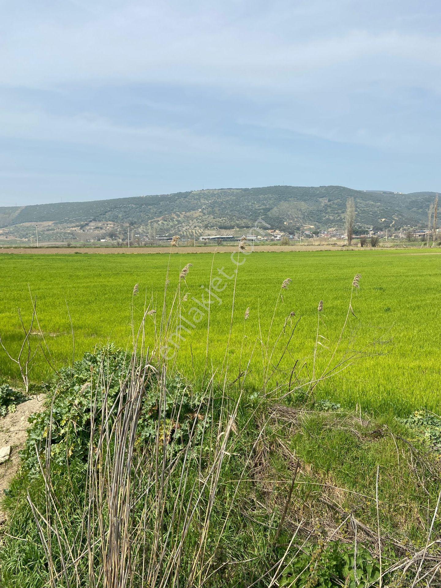 Kurşak Ta Asfalf Yola Cepheli Satılık Tarla 11415 M2 - Görsel 18