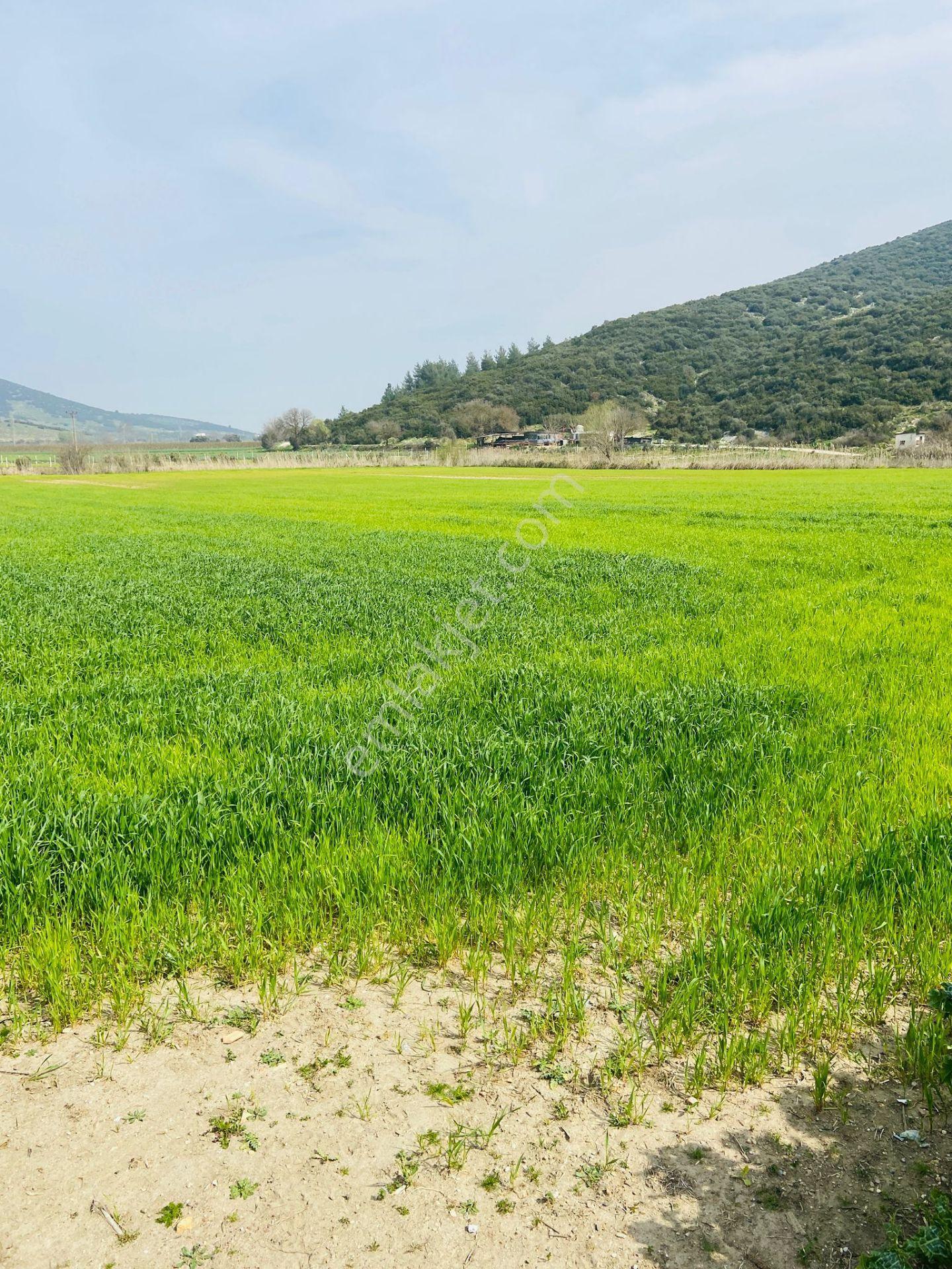 Kurşak Ta Asfalf Yola Cepheli Satılık Tarla 11415 M2 - Görsel 2