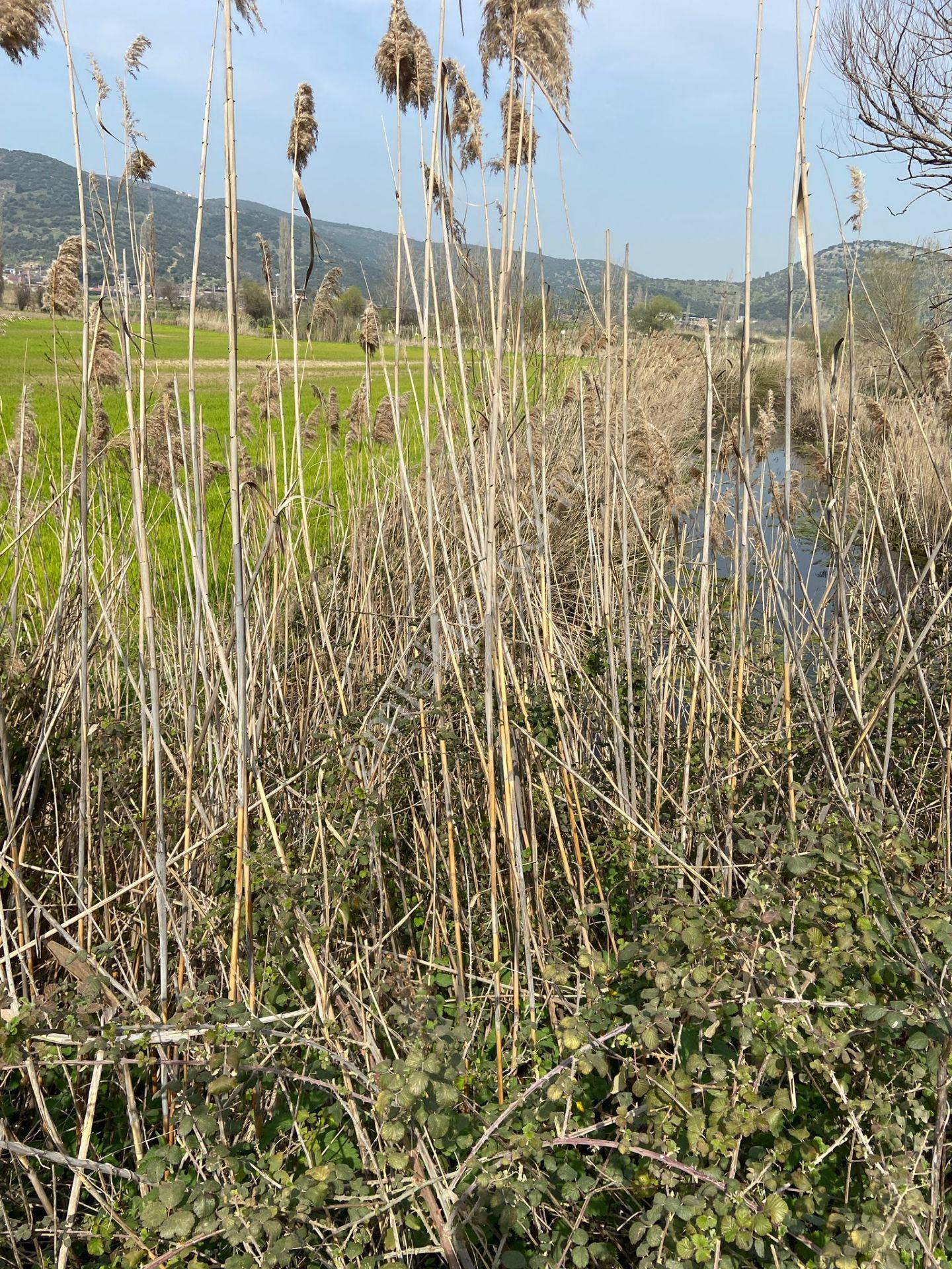 Kurşak Ta Asfalf Yola Cepheli Satılık Tarla 11415 M2 - Görsel 29