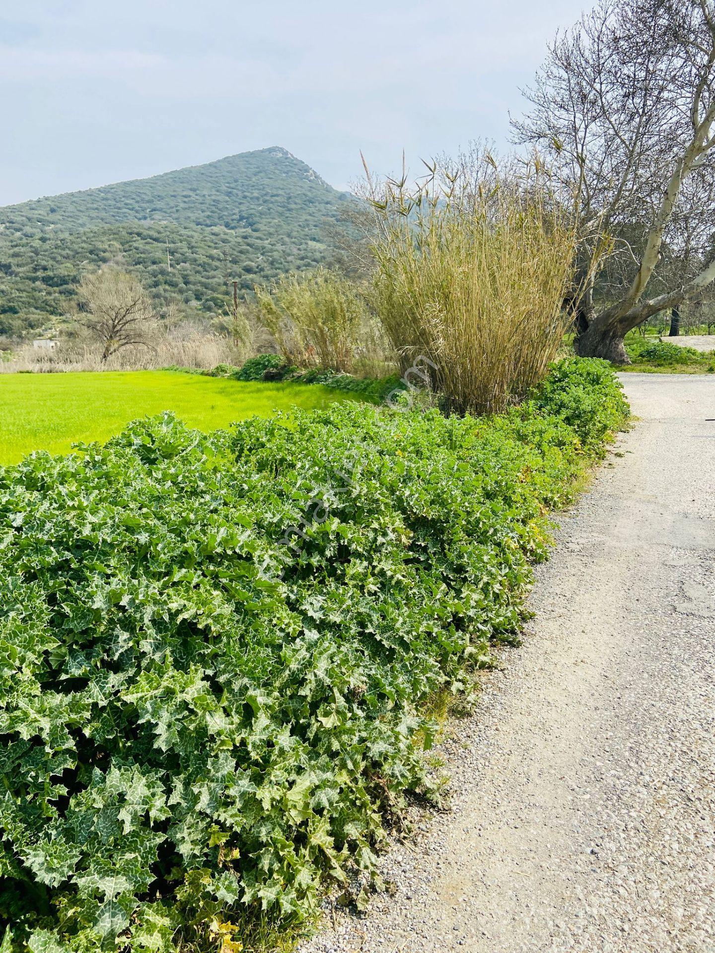 Kurşak Ta Asfalf Yola Cepheli Satılık Tarla 11415 M2 - Görsel 12
