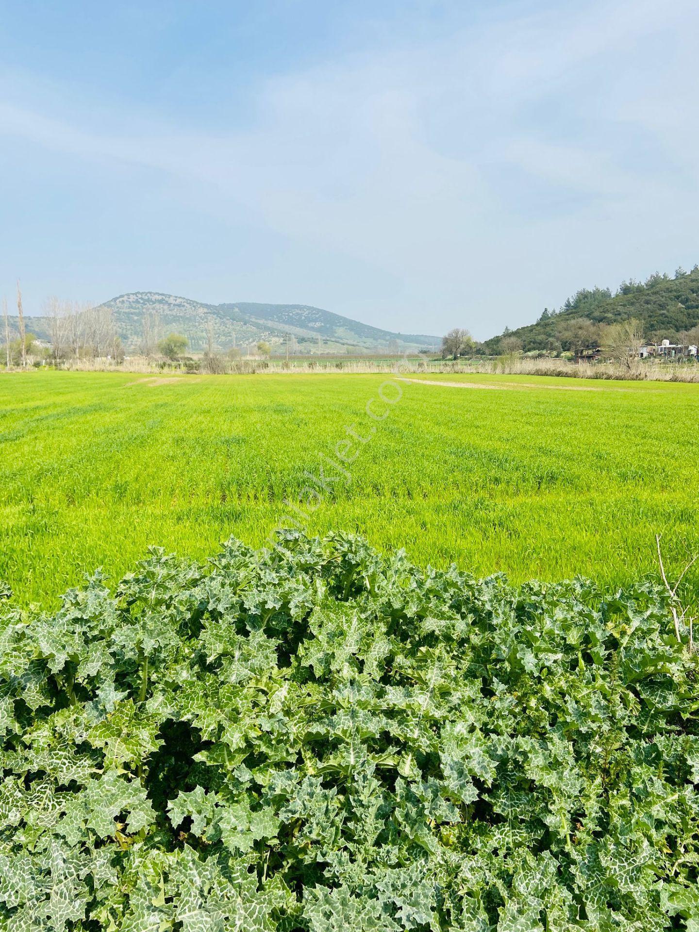 Kurşak Ta Asfalf Yola Cepheli Satılık Tarla 11415 M2 - Görsel 13