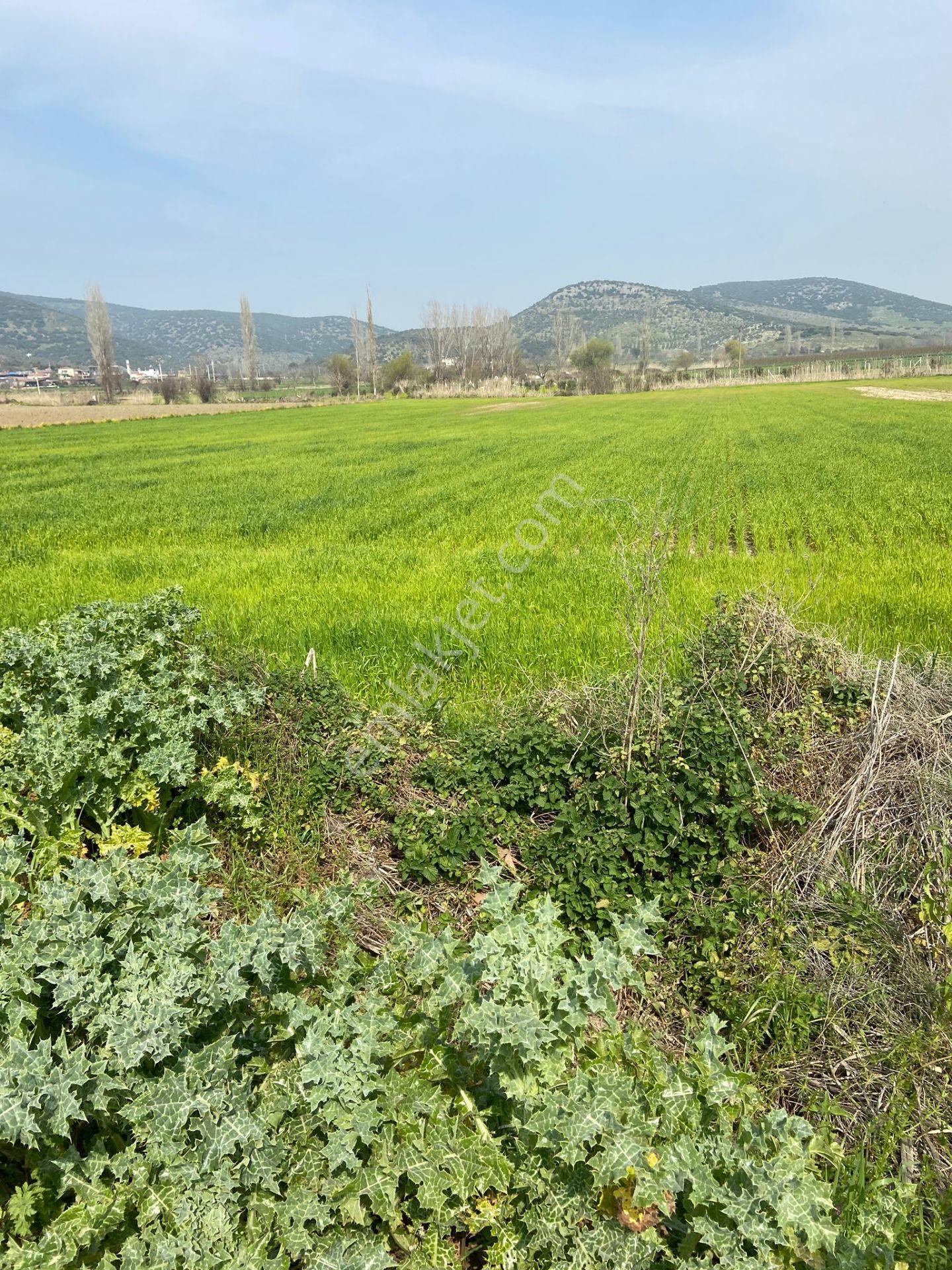 Kurşak Ta Asfalf Yola Cepheli Satılık Tarla 11415 M2 - Görsel 7