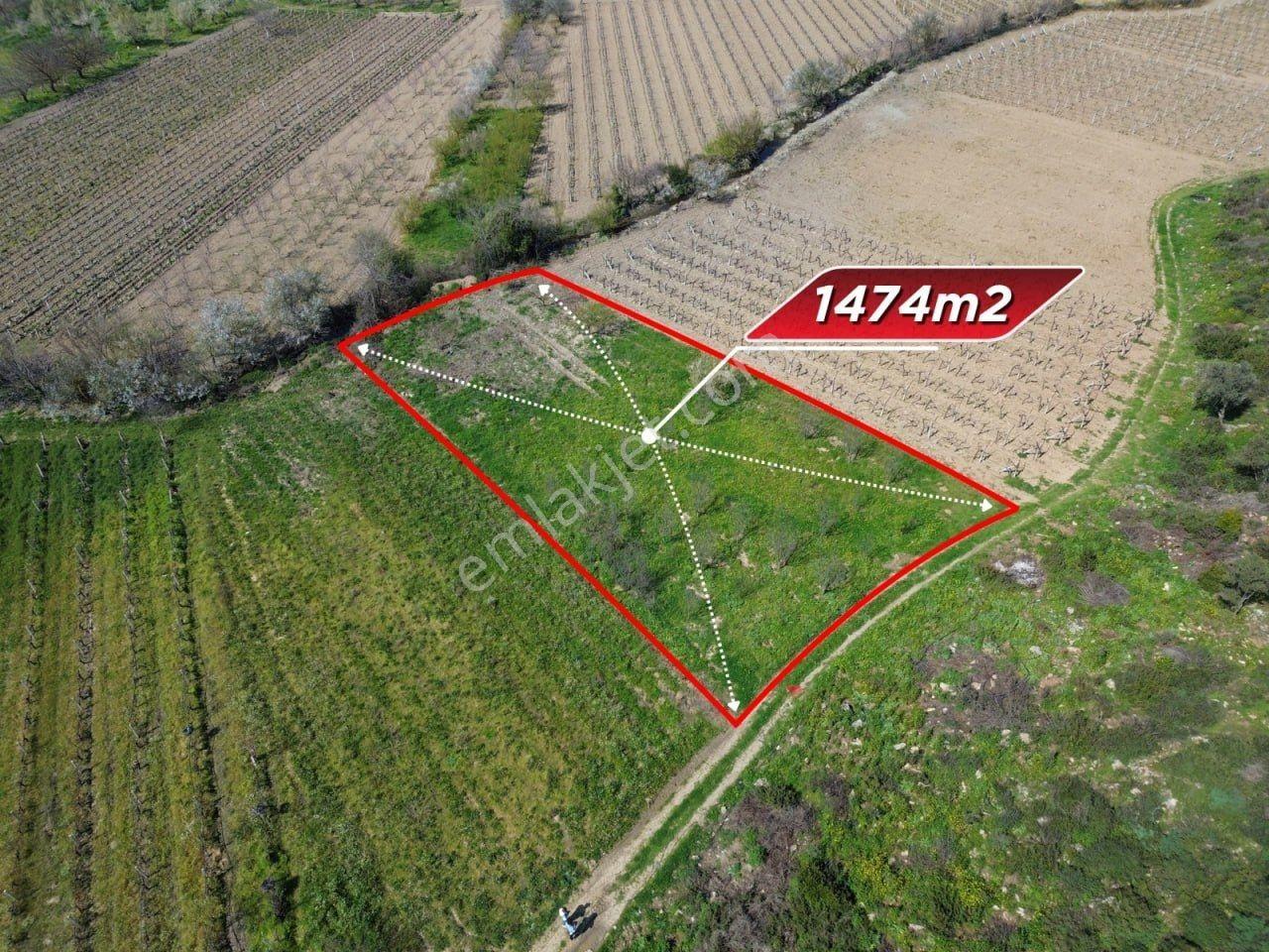 Kuşadası Kirazlı'da 1474 M2 Meyve Bahçesi-yatırımlık Fırsat - Görsel 11