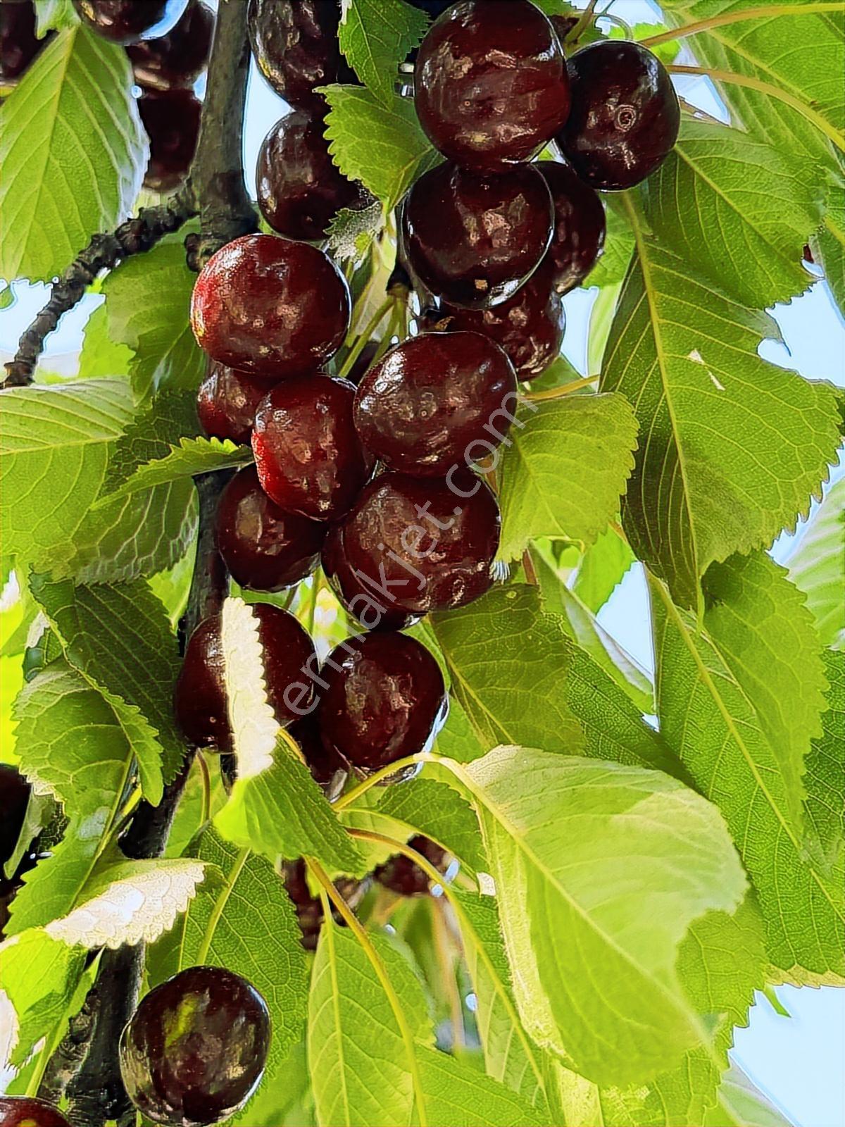 Sultandağında 120 Dönüm Satılık Meyve Bahçeleri - Görsel 30