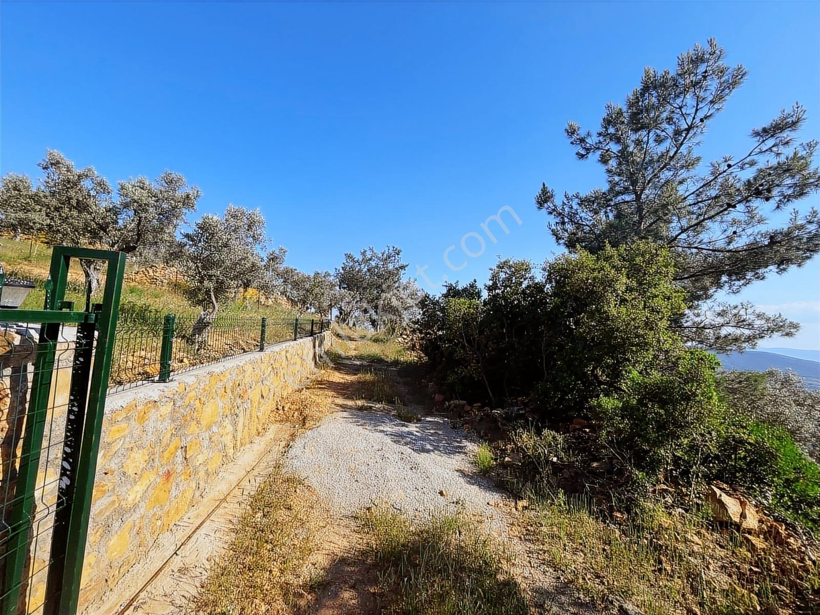 Torbalı Dirmil Mah 2080m2 Mirastan Bölünme Satılık Zeytinlik - Görsel 18