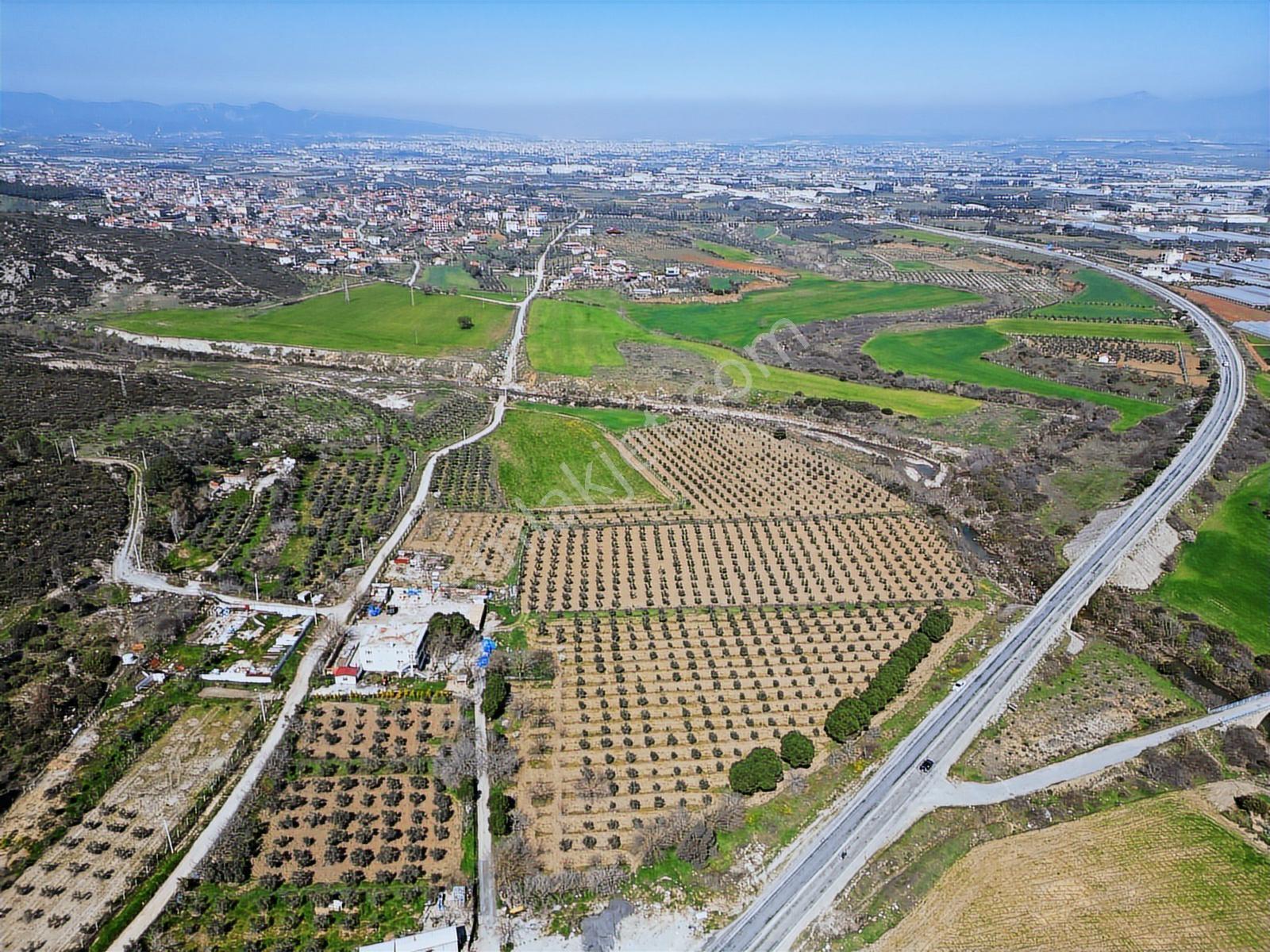Q'zen Den Gümüldür Yoluna Cepheli 28240 M2 Zeytinli Tarla - Görsel 2