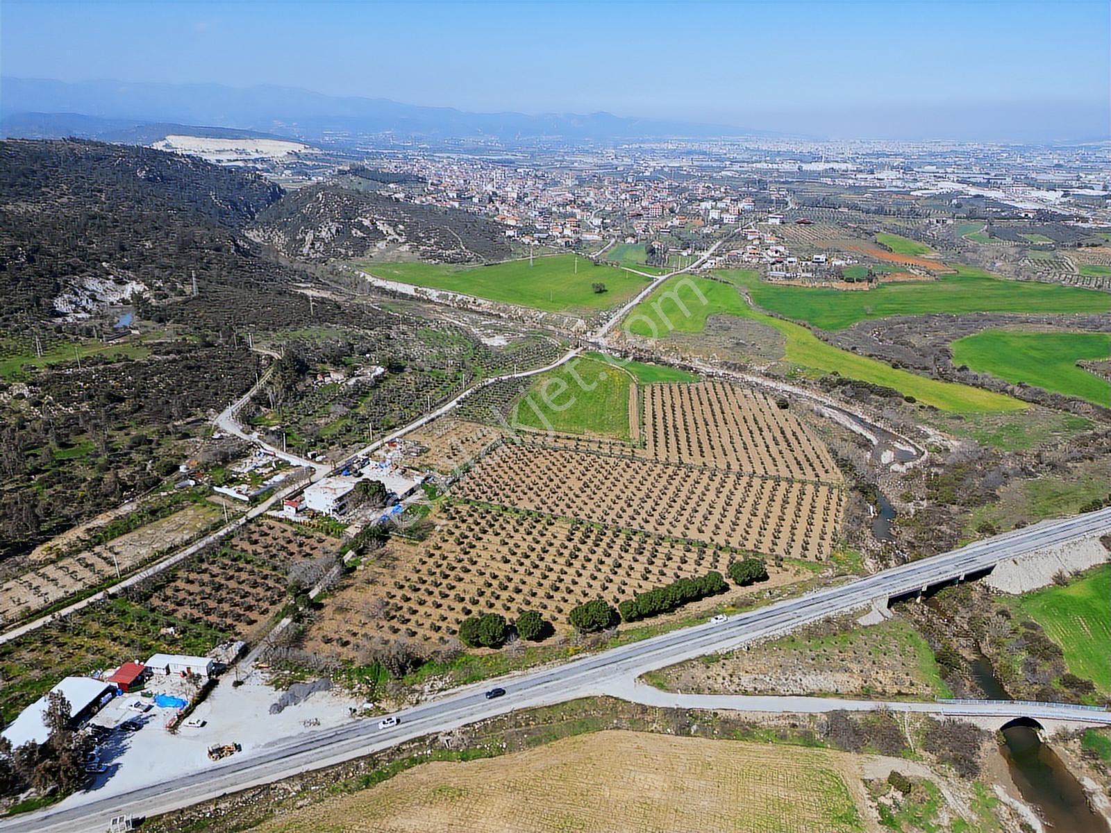 Q'zen Den Gümüldür Yoluna Cepheli 28240 M2 Zeytinli Tarla - Görsel 18