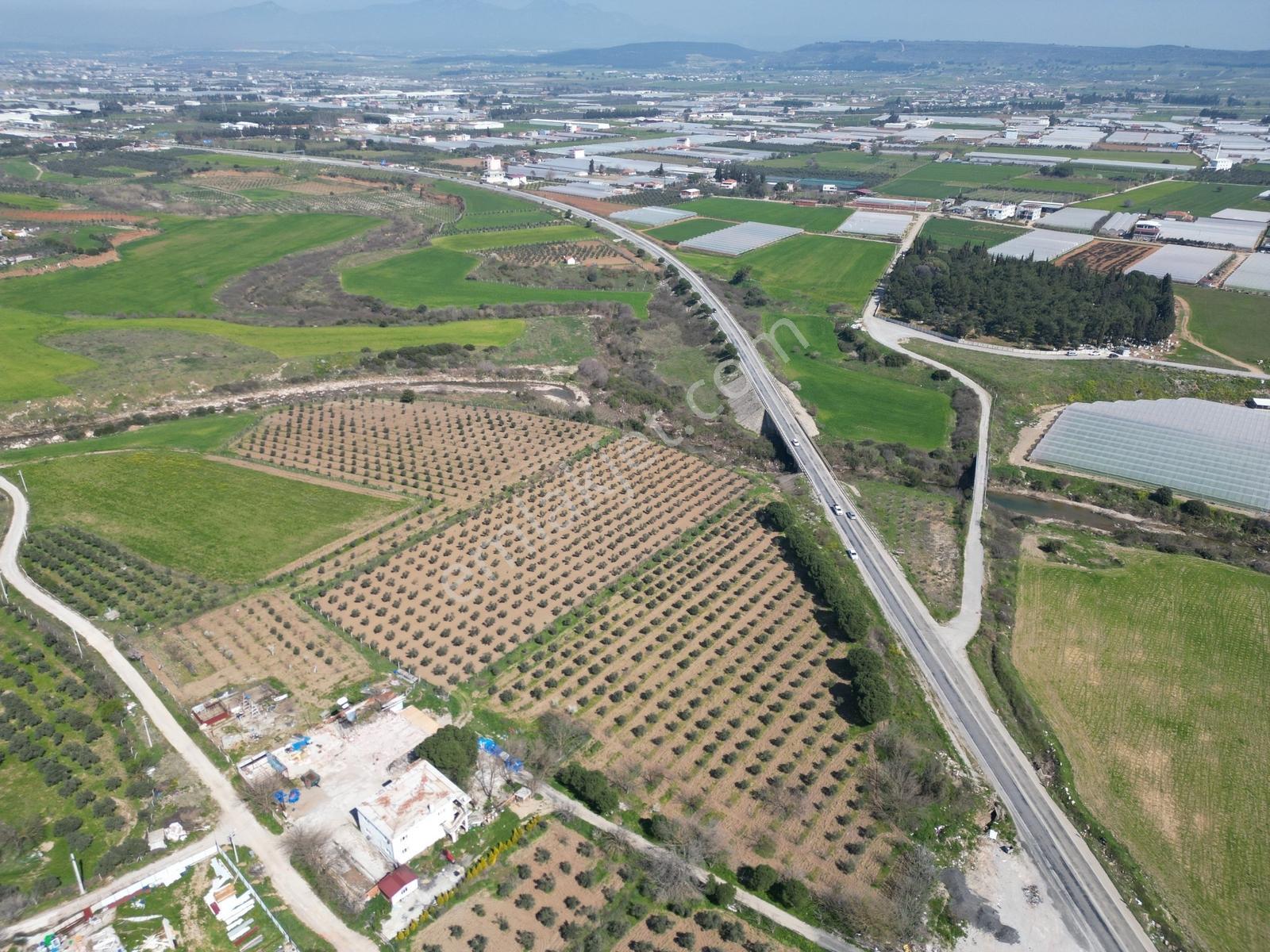 Q'zen Den Gümüldür Yoluna Cepheli 28240 M2 Zeytinli Tarla - Görsel 10