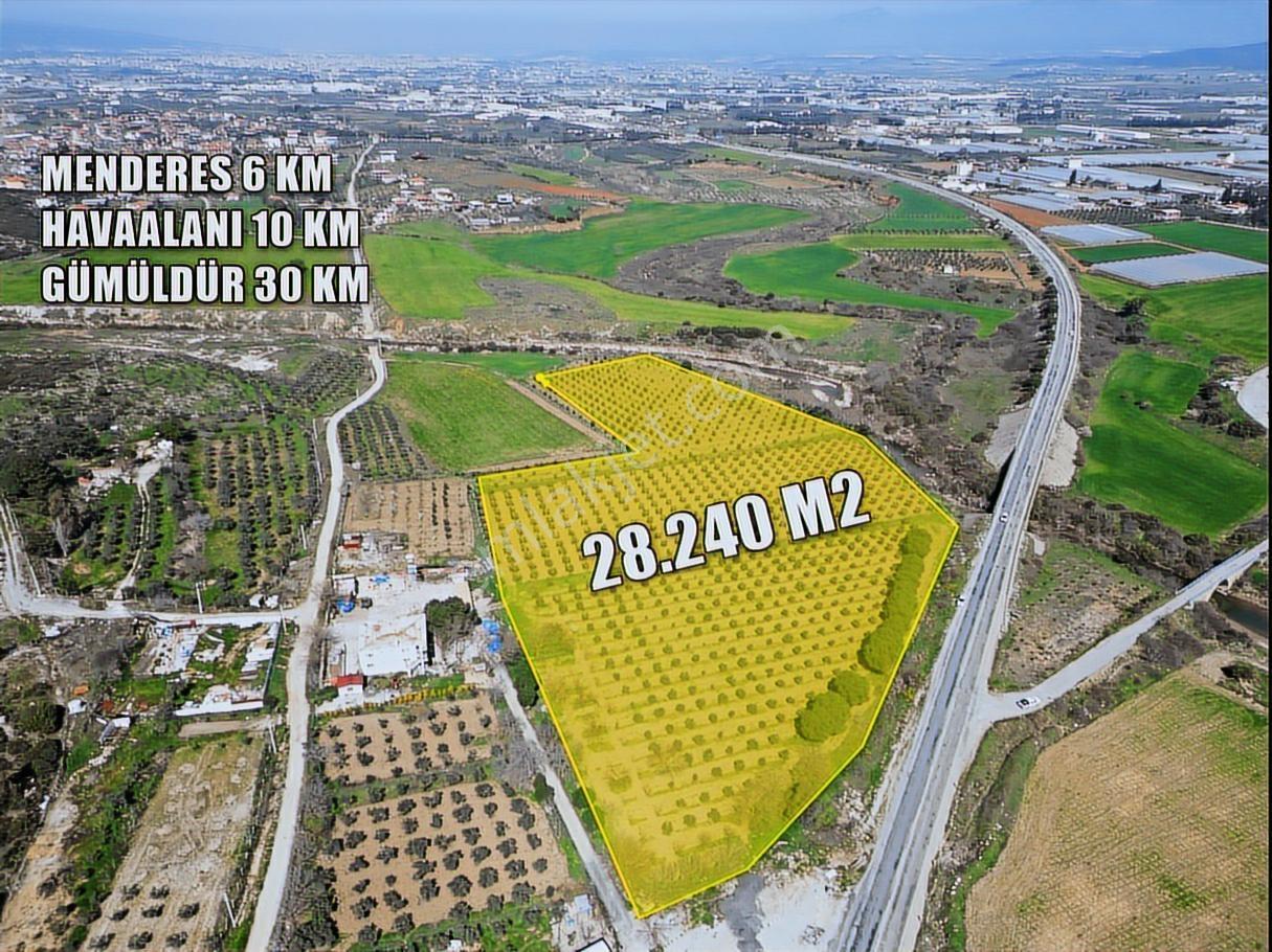 Q'zen Den Gümüldür Yoluna Cepheli 28240 M2 Zeytinli Tarla