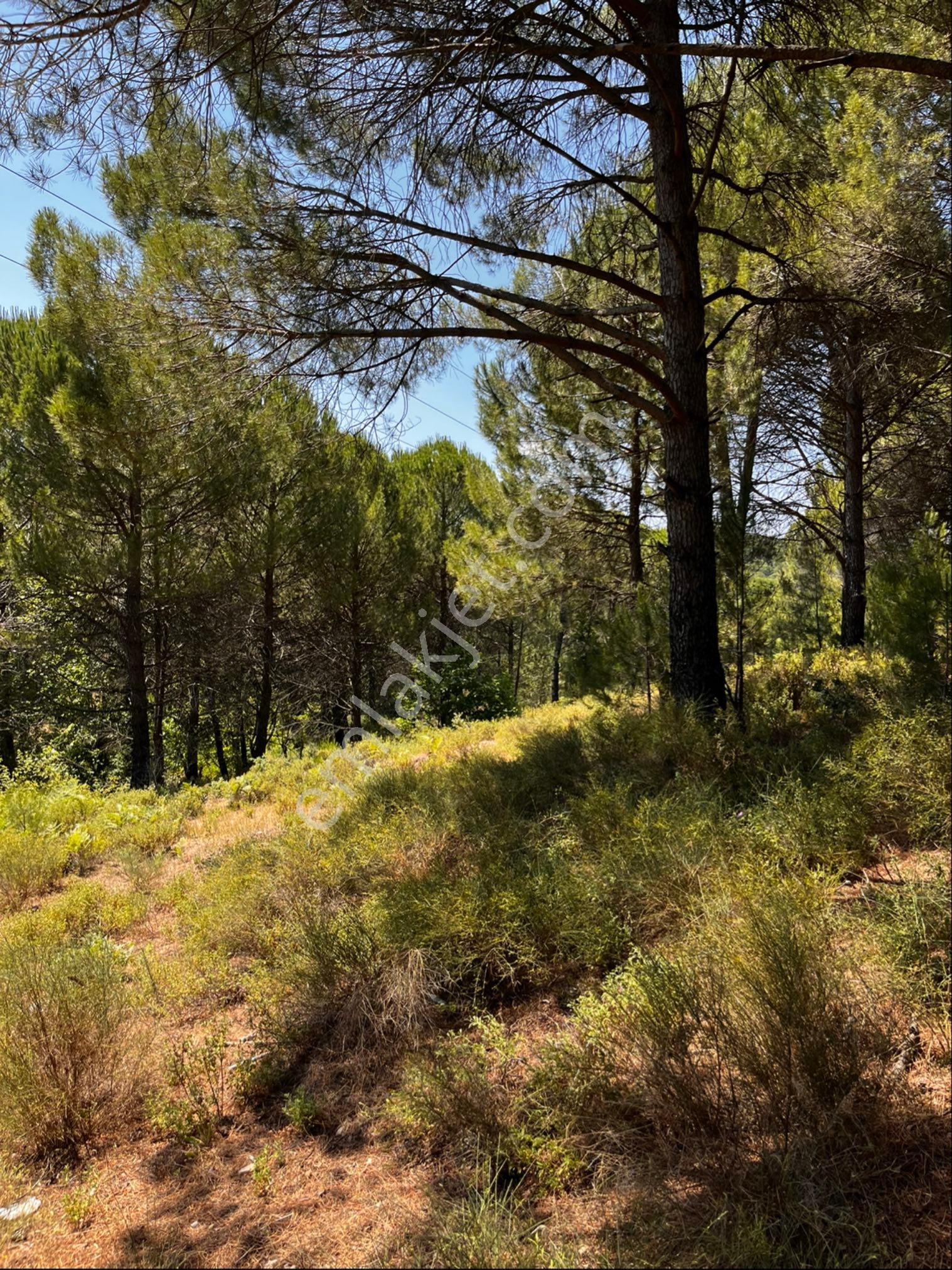 Ayvalık Yoluna Sıfır Konum Da 2400 M2 Satılık Çamlık - Görsel 13