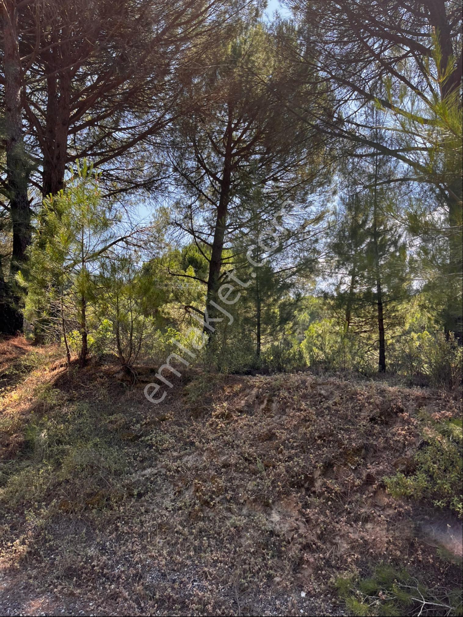 Ayvalık Yoluna Sıfır Konum Da 2400 M2 Satılık Çamlık - Görsel 24