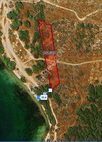 My - Gürçamlar'da Satılık Denize 25m Zeytinli Tarla - Görsel 3