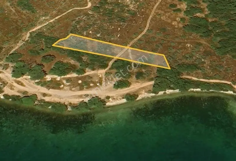 My - Gürçamlar'da Satılık Denize 25m Zeytinli Tarla
