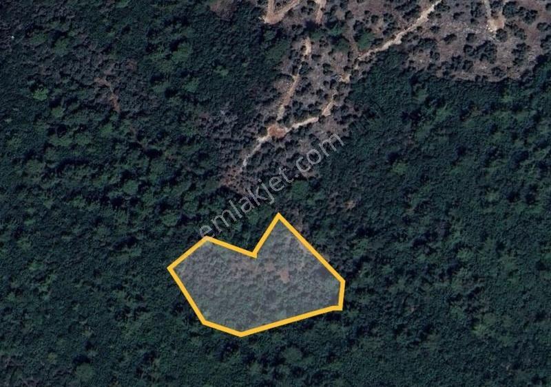 My - Milas Kurudere'de 7.039m Zeytinlik