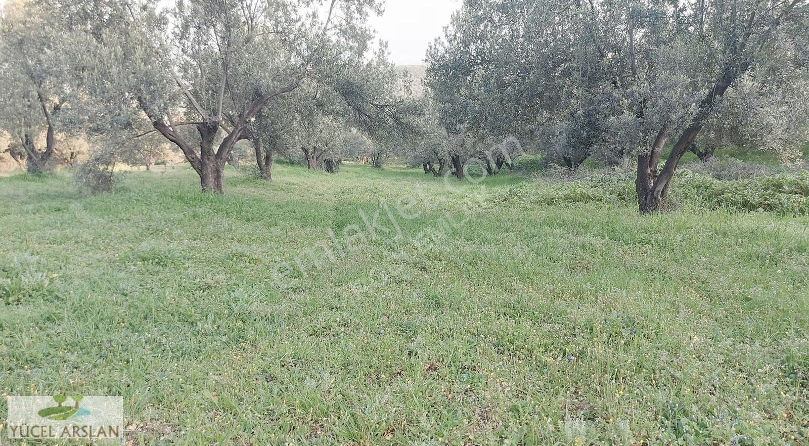 Aliağa Helvacı'da Satılık 2700 M² Zeytinlik - Yatırım Fırsatı