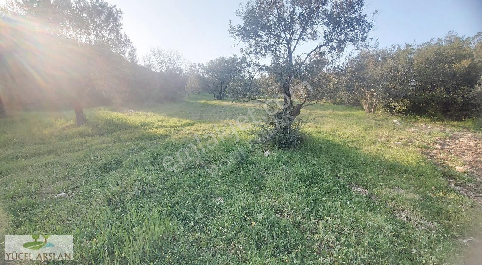 Aliağa Helvacı'da Satılık 2700 M² Zeytinlik - Yatırım Fırsatı - Görsel 6