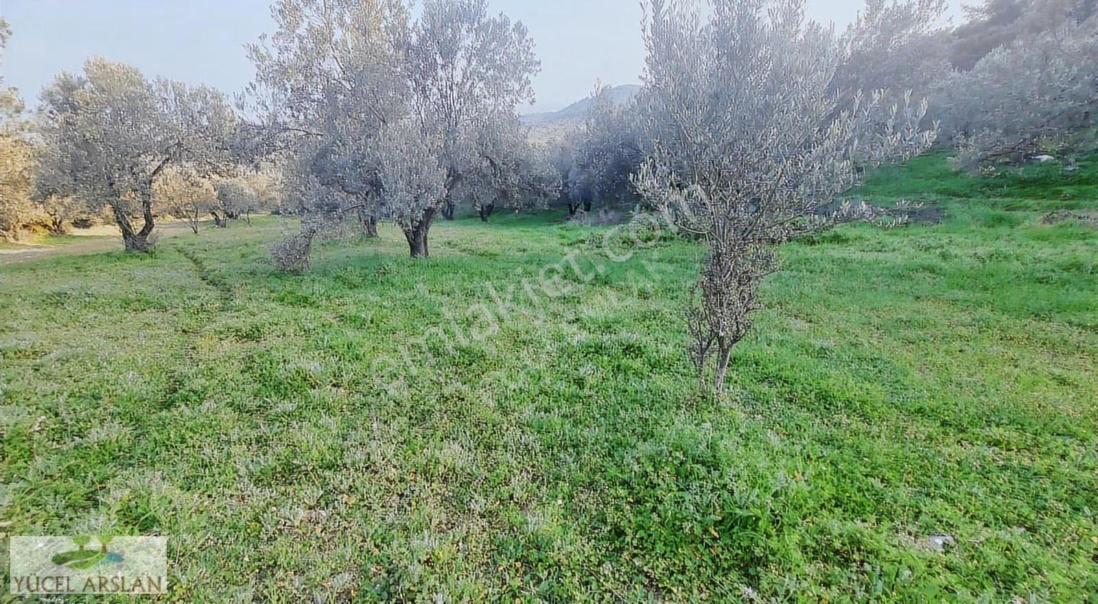 Aliağa Helvacı'da Satılık 2700 M² Zeytinlik - Yatırım Fırsatı - Görsel 10