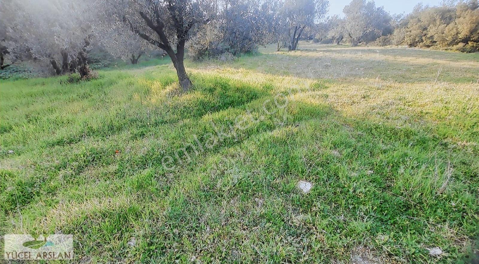 Aliağa Helvacı'da Satılık 2700 M² Zeytinlik - Yatırım Fırsatı - Görsel 8