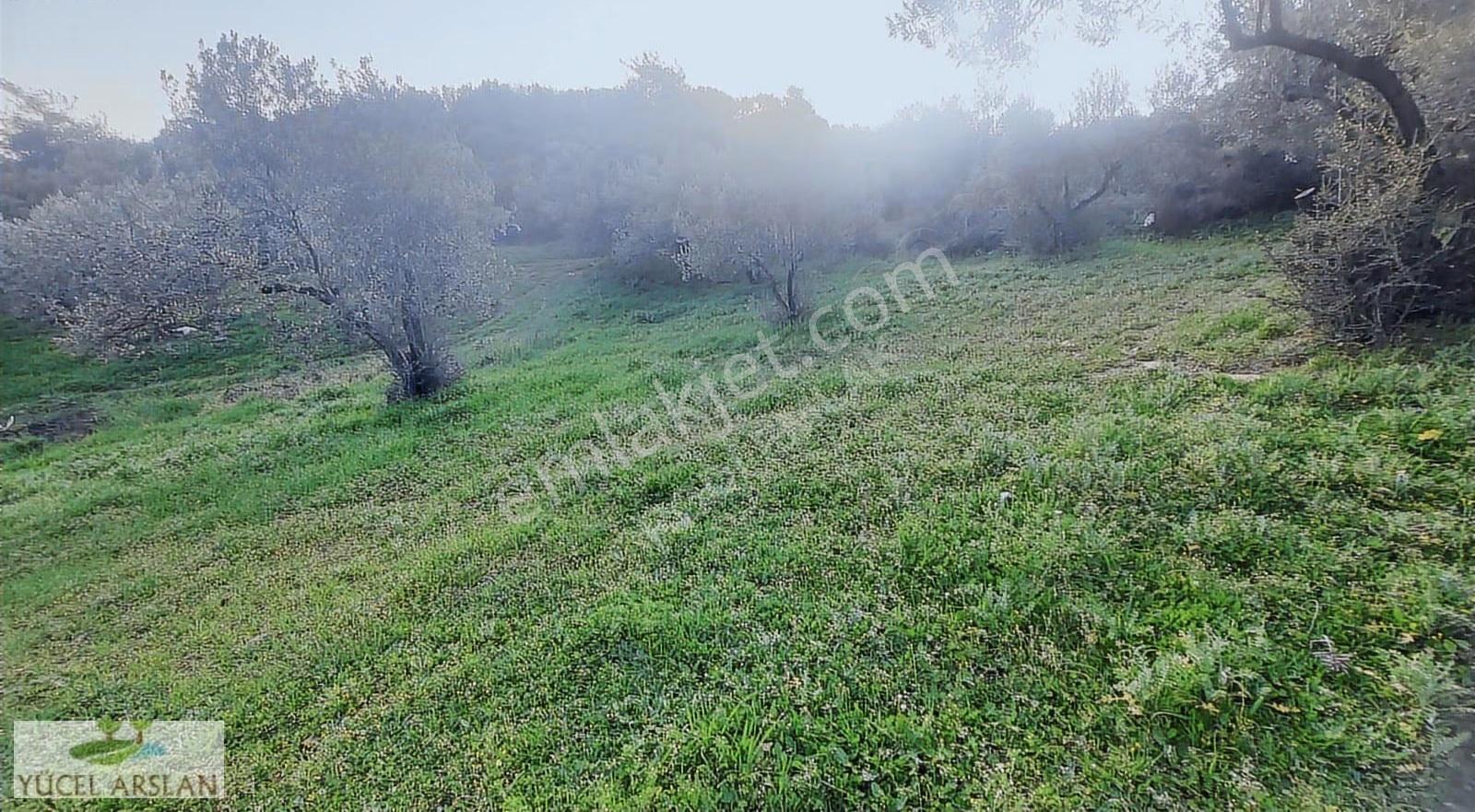 Aliağa Helvacı'da Satılık 2700 M² Zeytinlik - Yatırım Fırsatı - Görsel 11