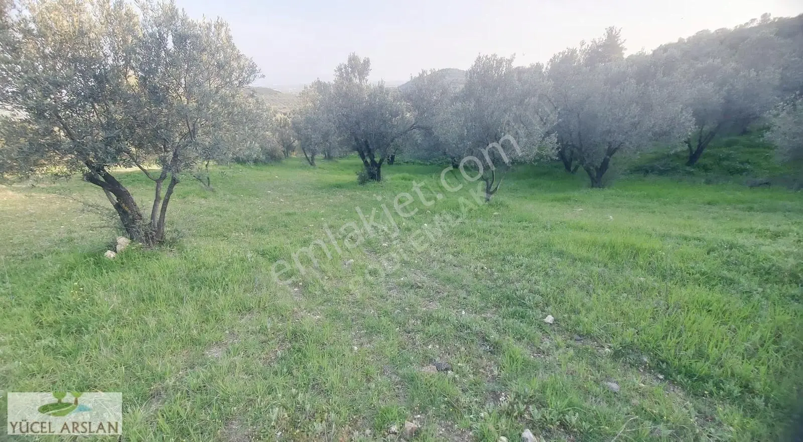 Aliağa Helvacı'da Satılık 2700 M² Zeytinlik - Yatırım Fırsatı - Görsel 7