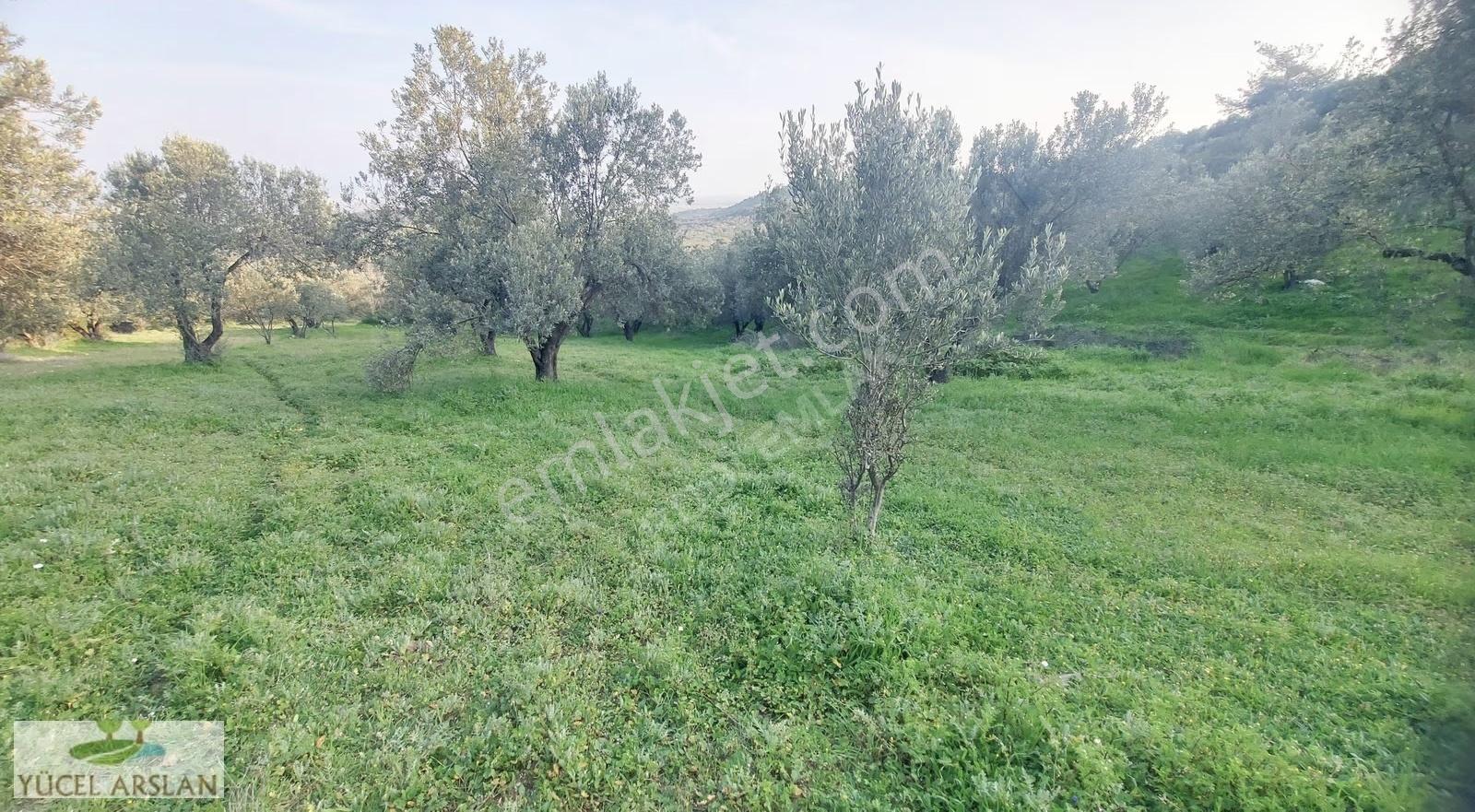 Aliağa Helvacı'da Satılık 2700 M² Zeytinlik - Yatırım Fırsatı - Görsel 4
