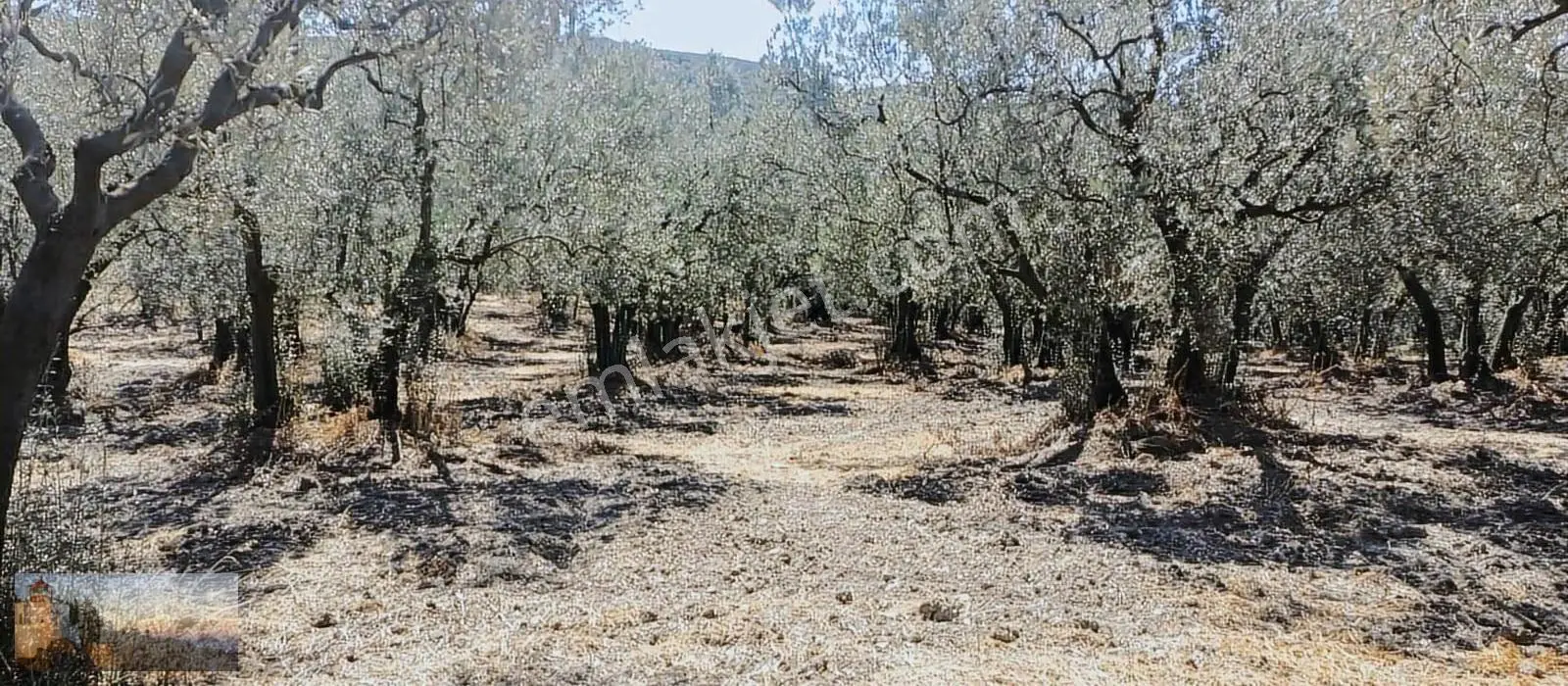 Umurbey Efe Çeşmesinde 866m2 .düz,imara 500m.zeytinlik