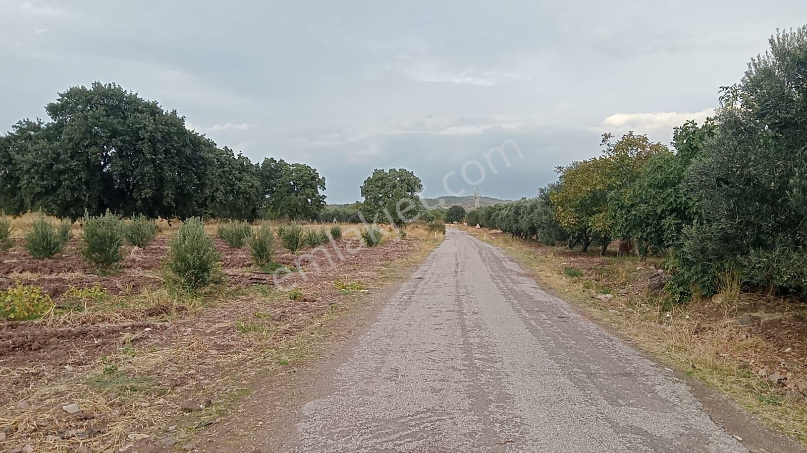 500 Ağaçlık Trilye Zeytinlik - Görsel 27