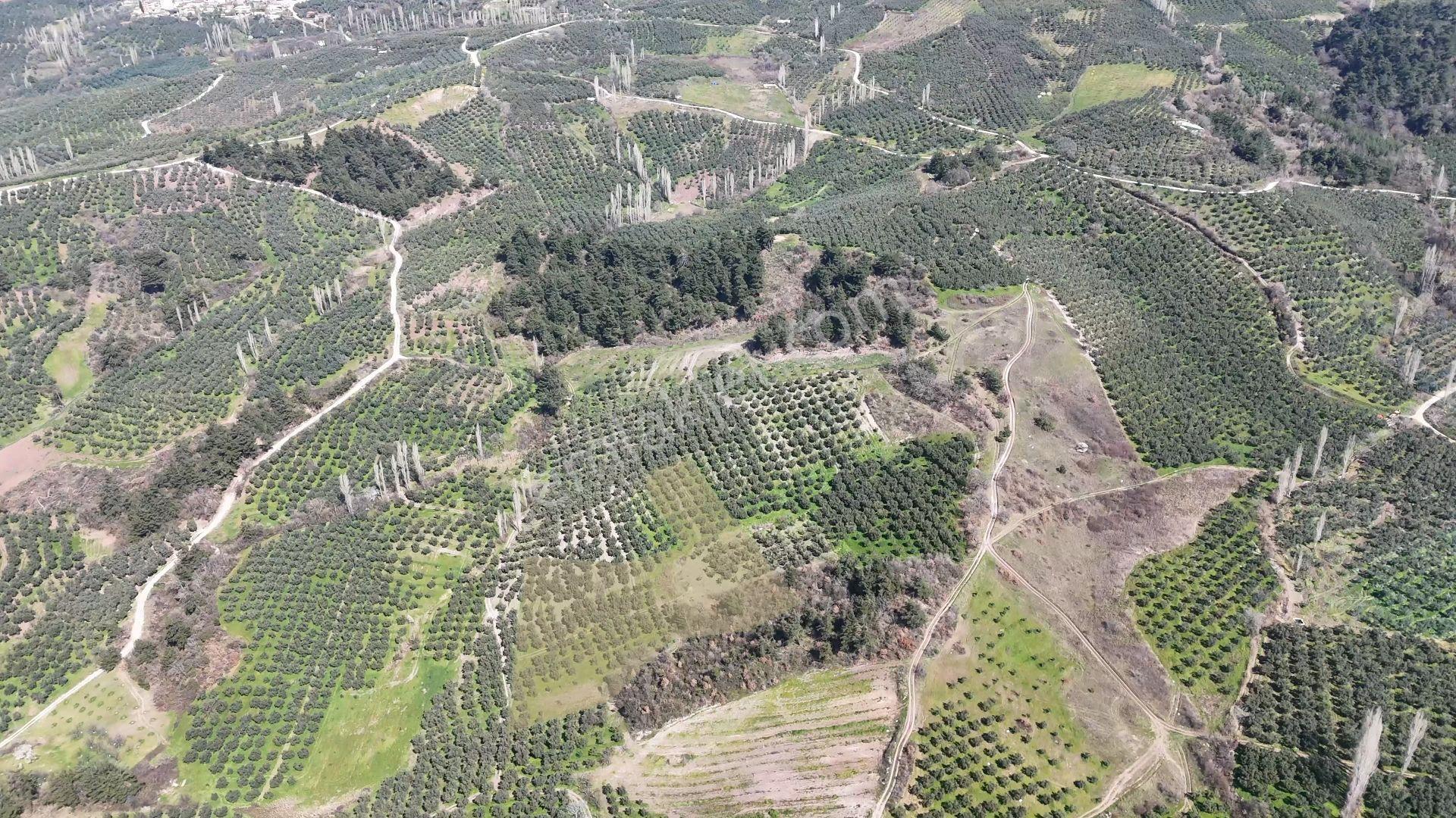 C21 Cius;katırlı'da Satılık 6695 M² Bakımlı Zeytinlik - Yatırım Fırsatı - Görsel 2