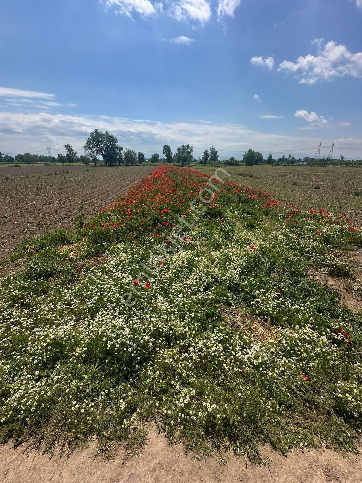Adapazarı Abalı'da 1.100 M² Yola Cepheli Tarla | Otoyol Yakını - Görsel 21