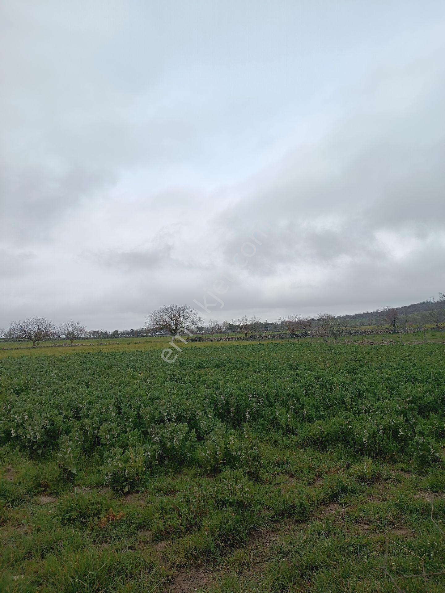 Küçükbelen Mah Satılık Tek Tapu 460m2 Hobi Bahçesi Yolu Var - Görsel 19