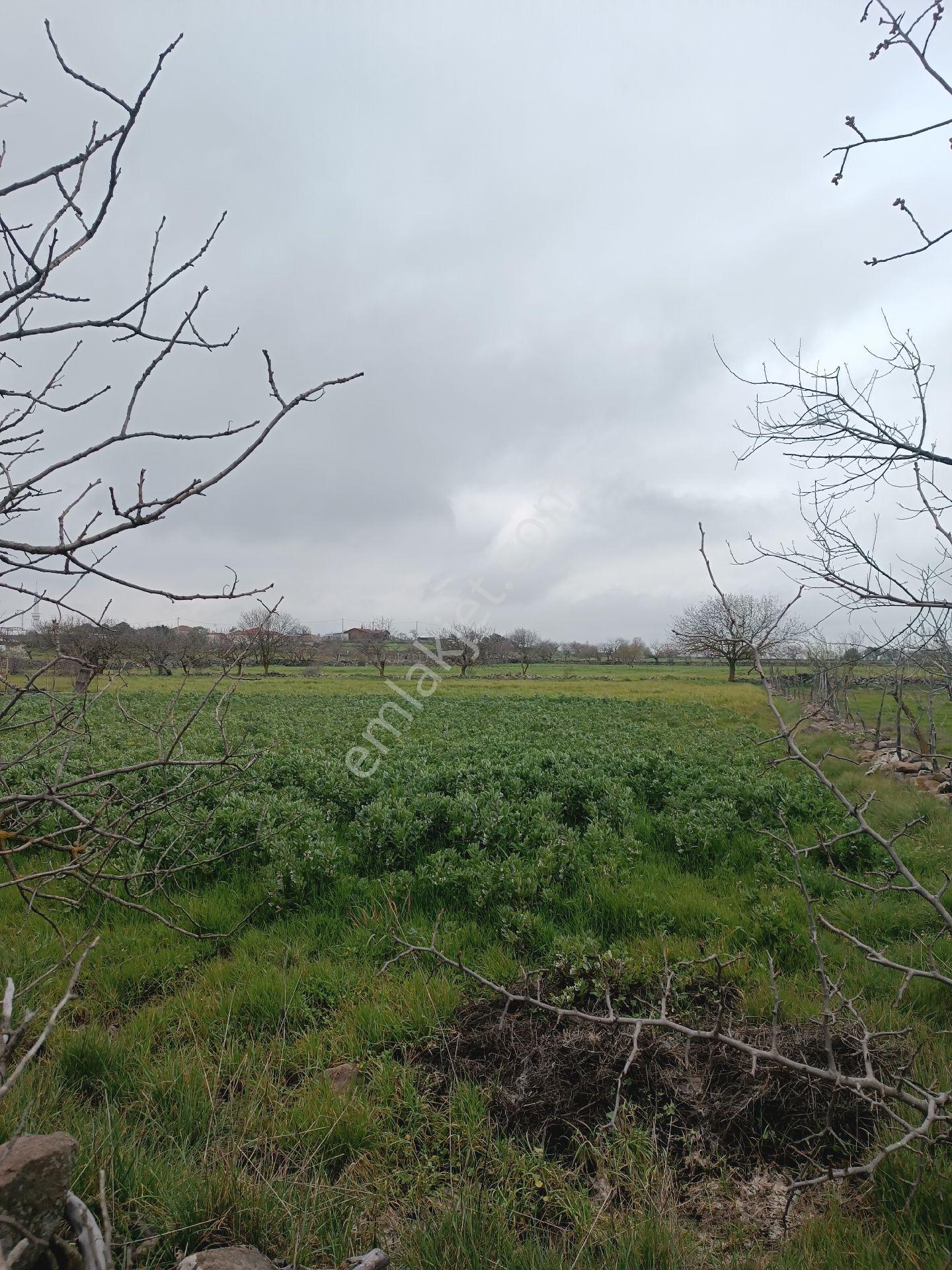 Küçükbelen Mah Satılık Tek Tapu 460m2 Hobi Bahçesi Yolu Var - Görsel 14