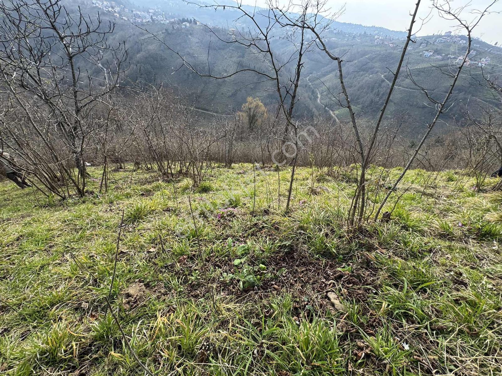 Özgür Emlaktan 7666 M2 Bakımlı Fındıklık - Görsel 18