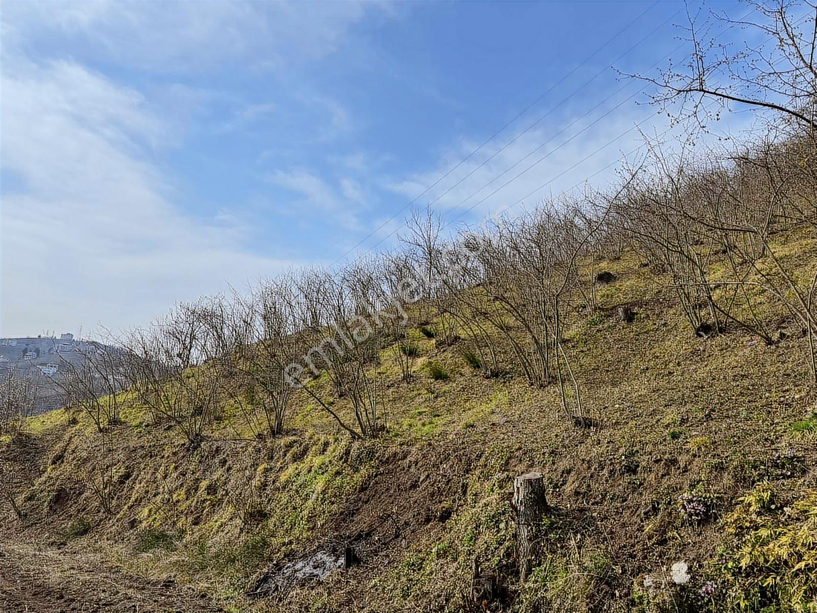 Özgür Emlaktan 7666 M2 Bakımlı Fındıklık - Görsel 10
